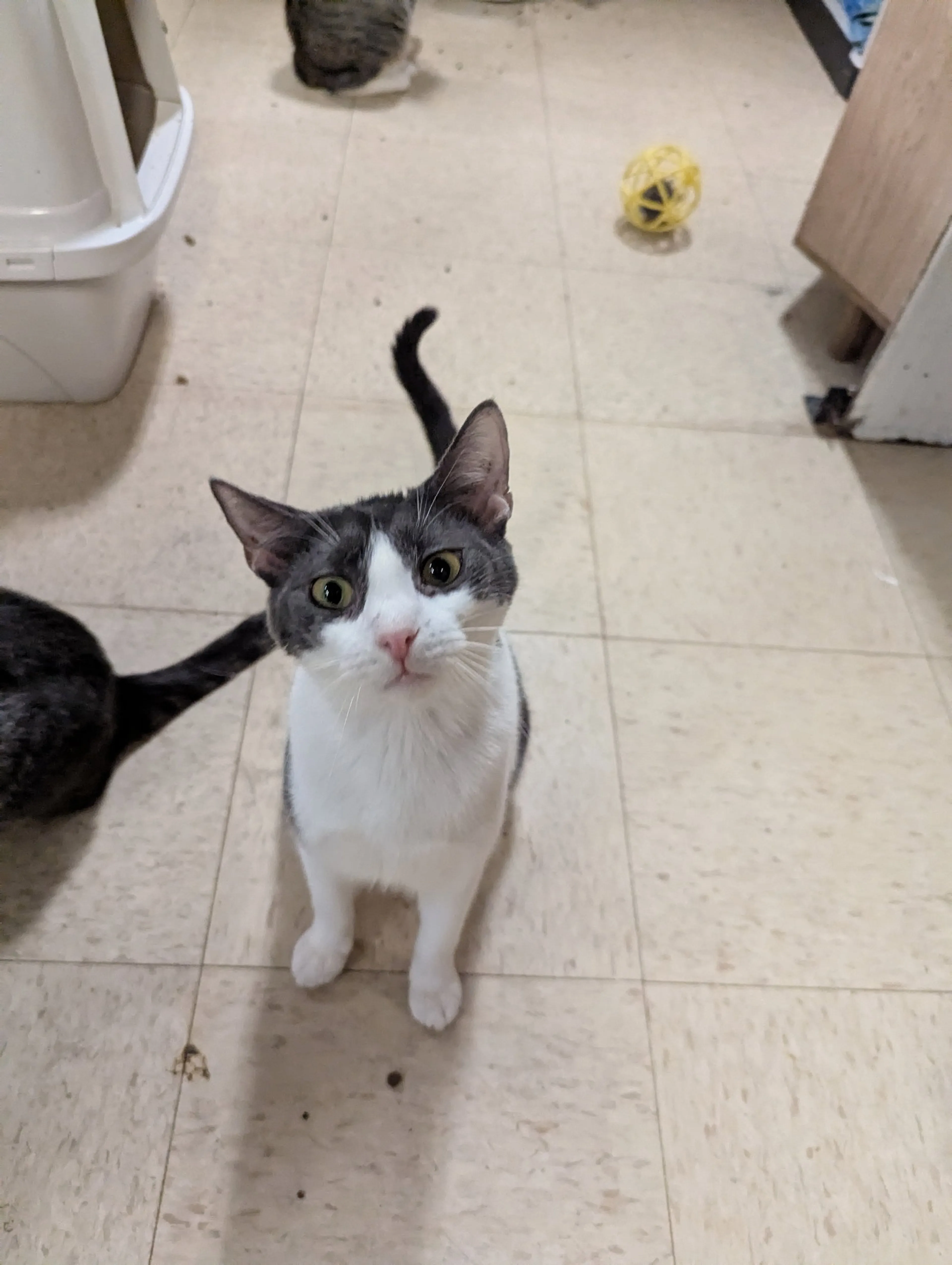 Found pet-4