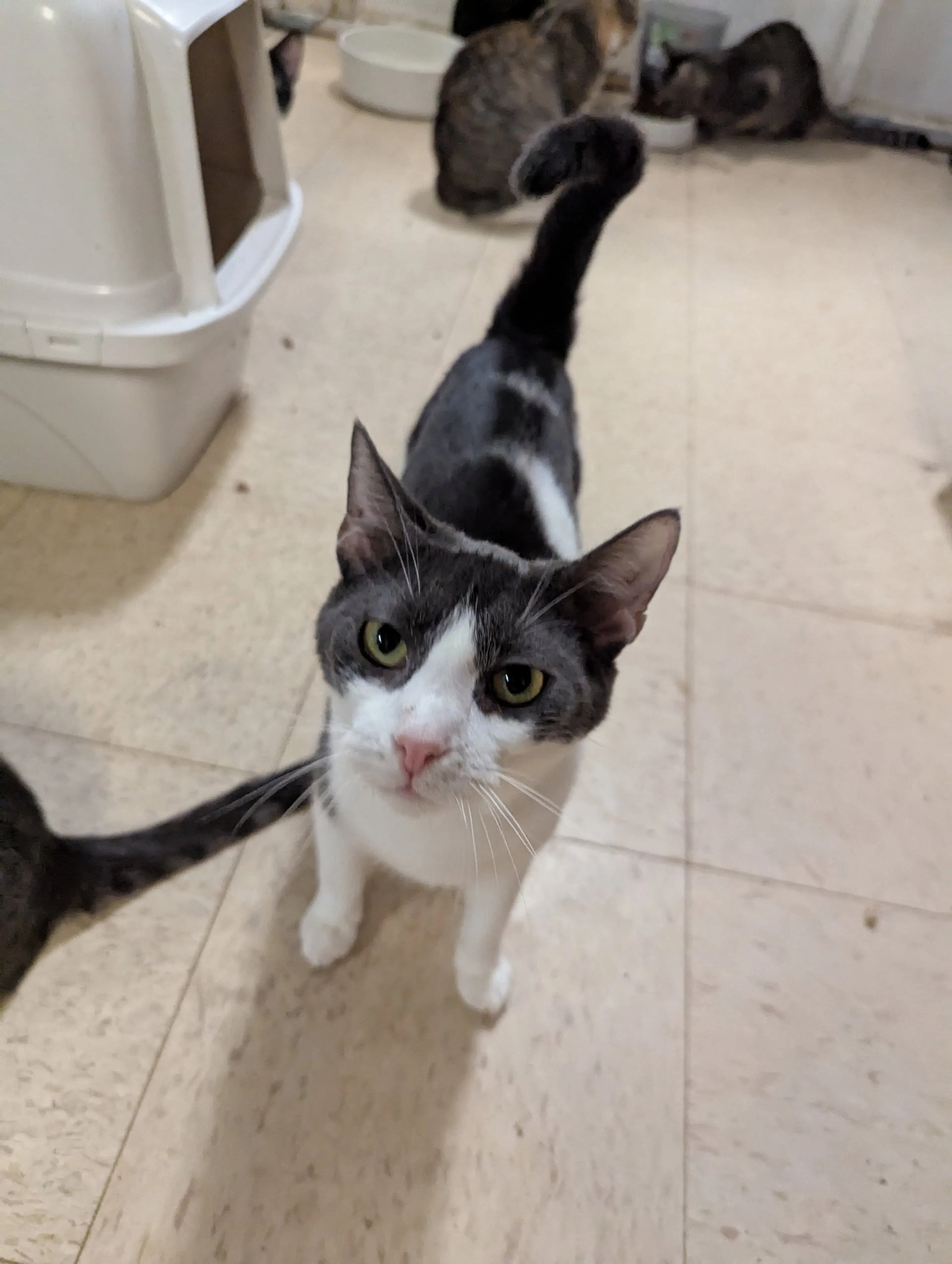 Found pet-7