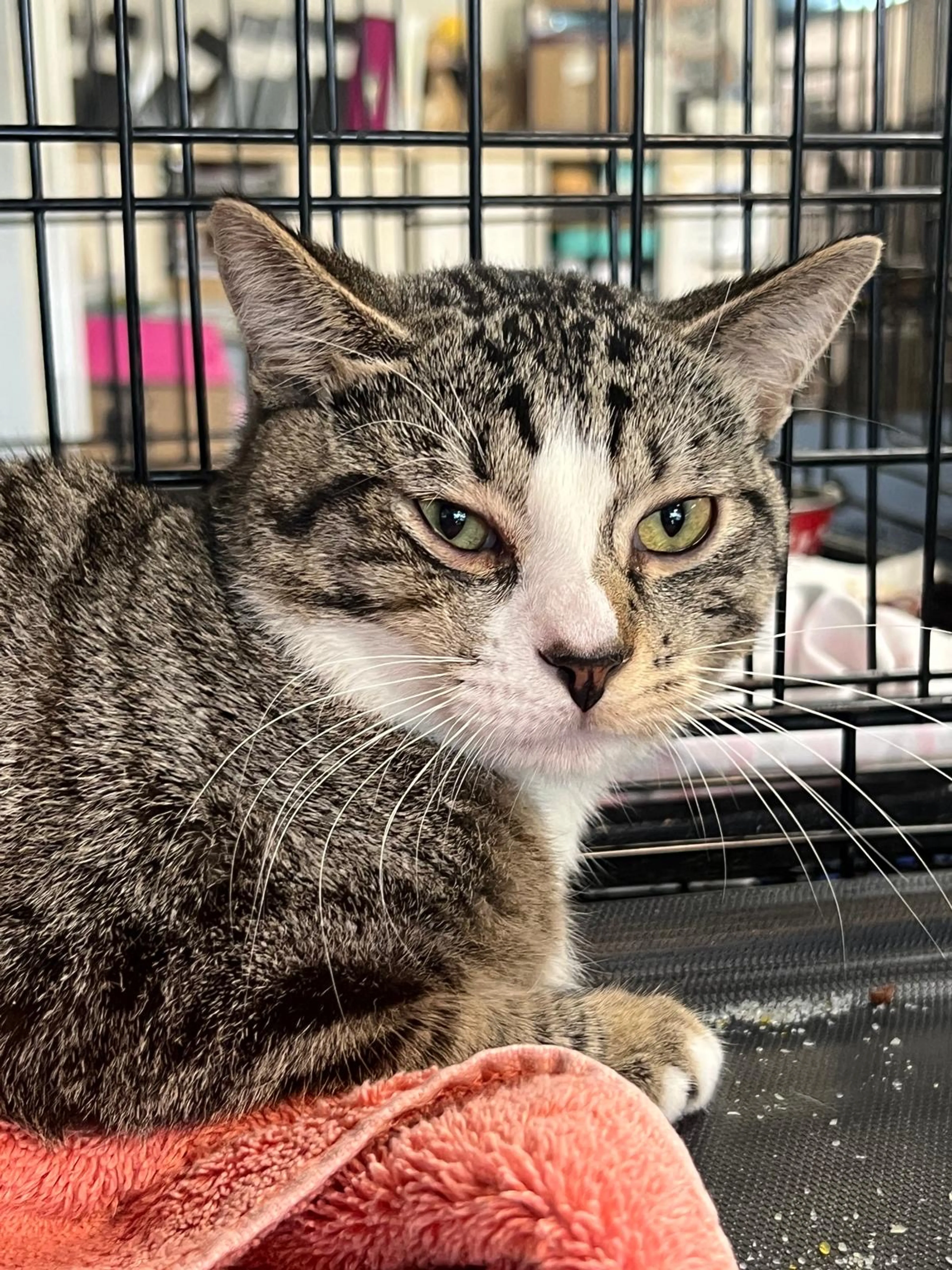 Found pet