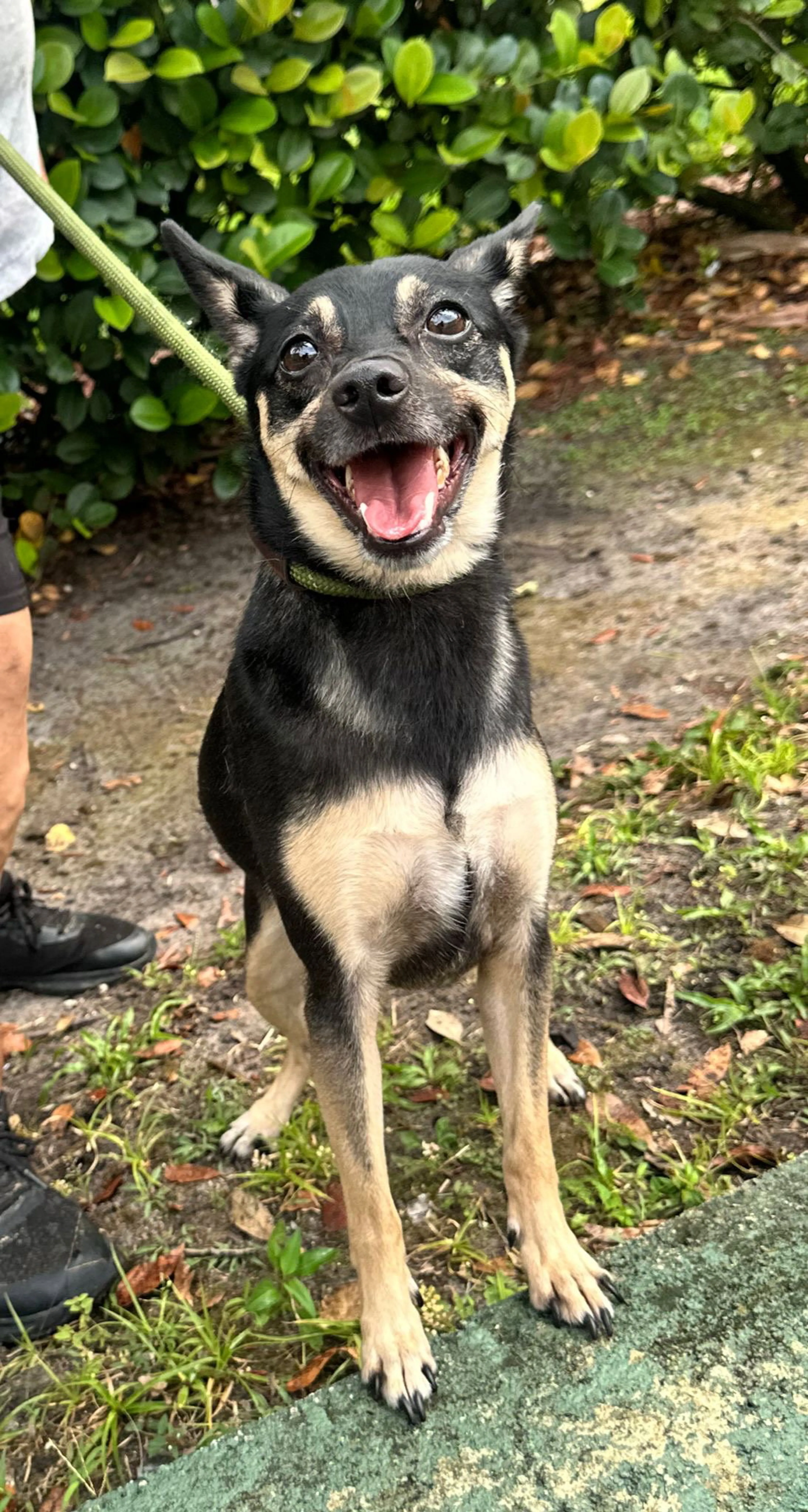 Found pet-0