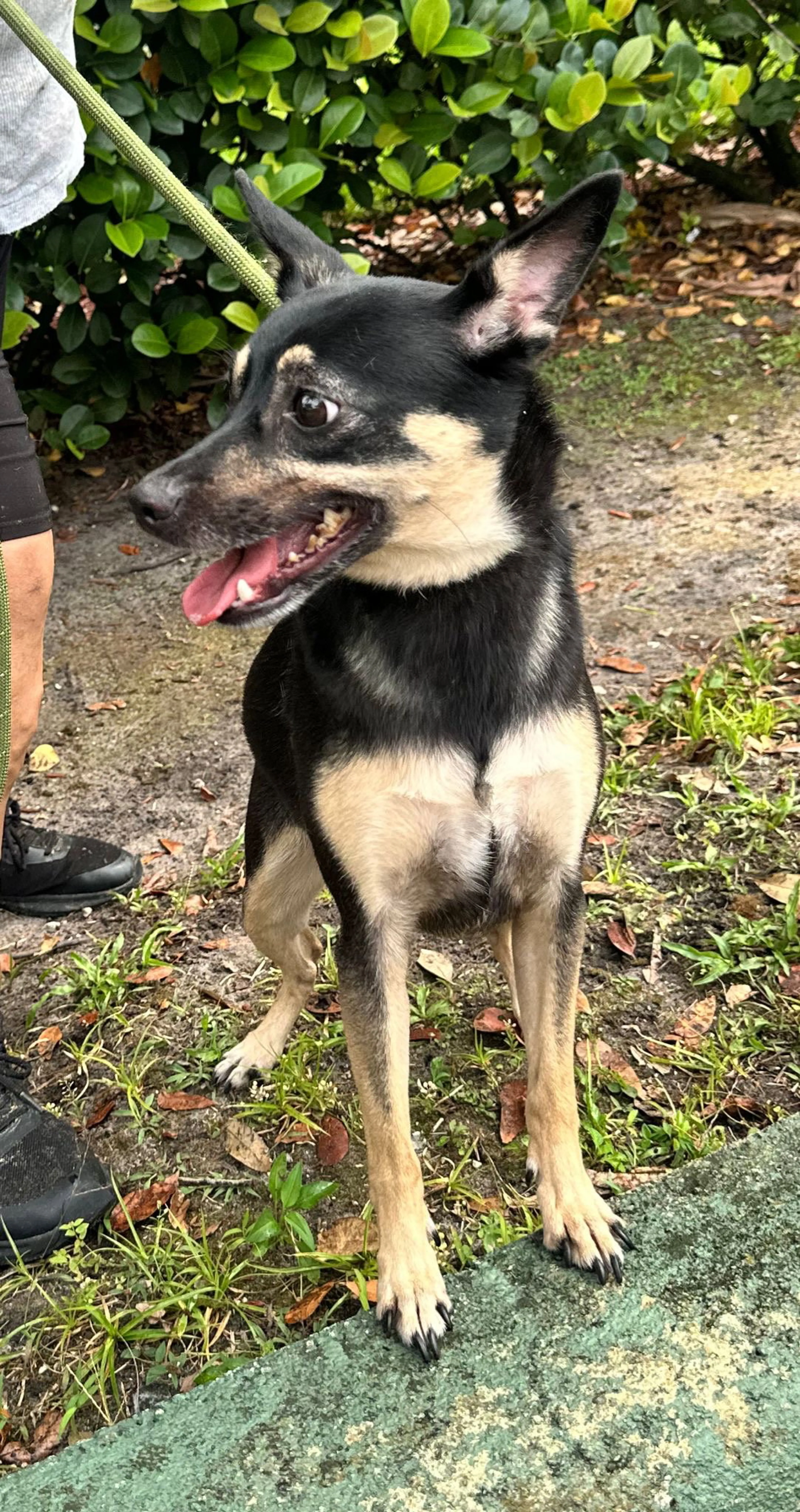 Found pet-2
