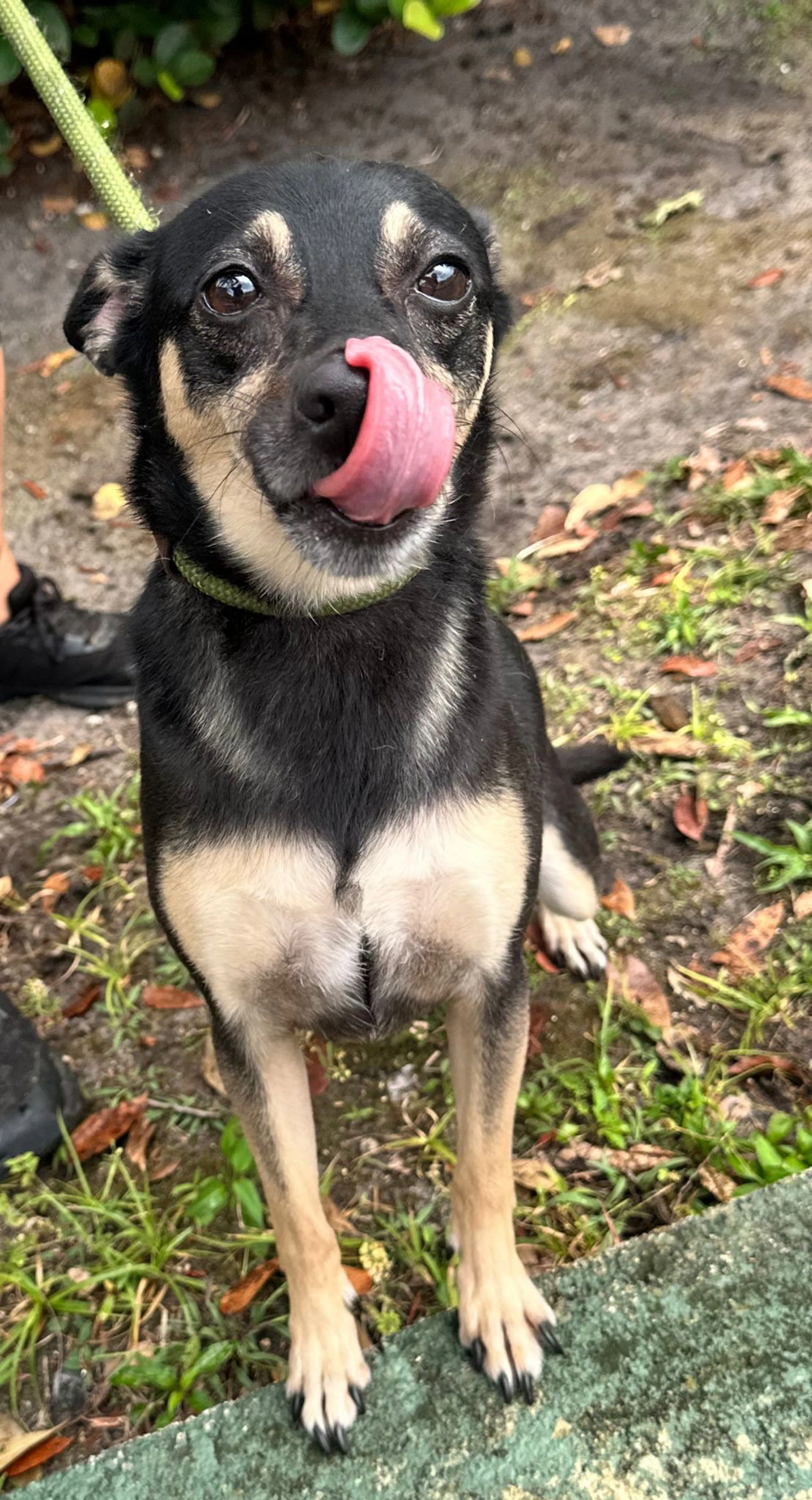 Found pet-1