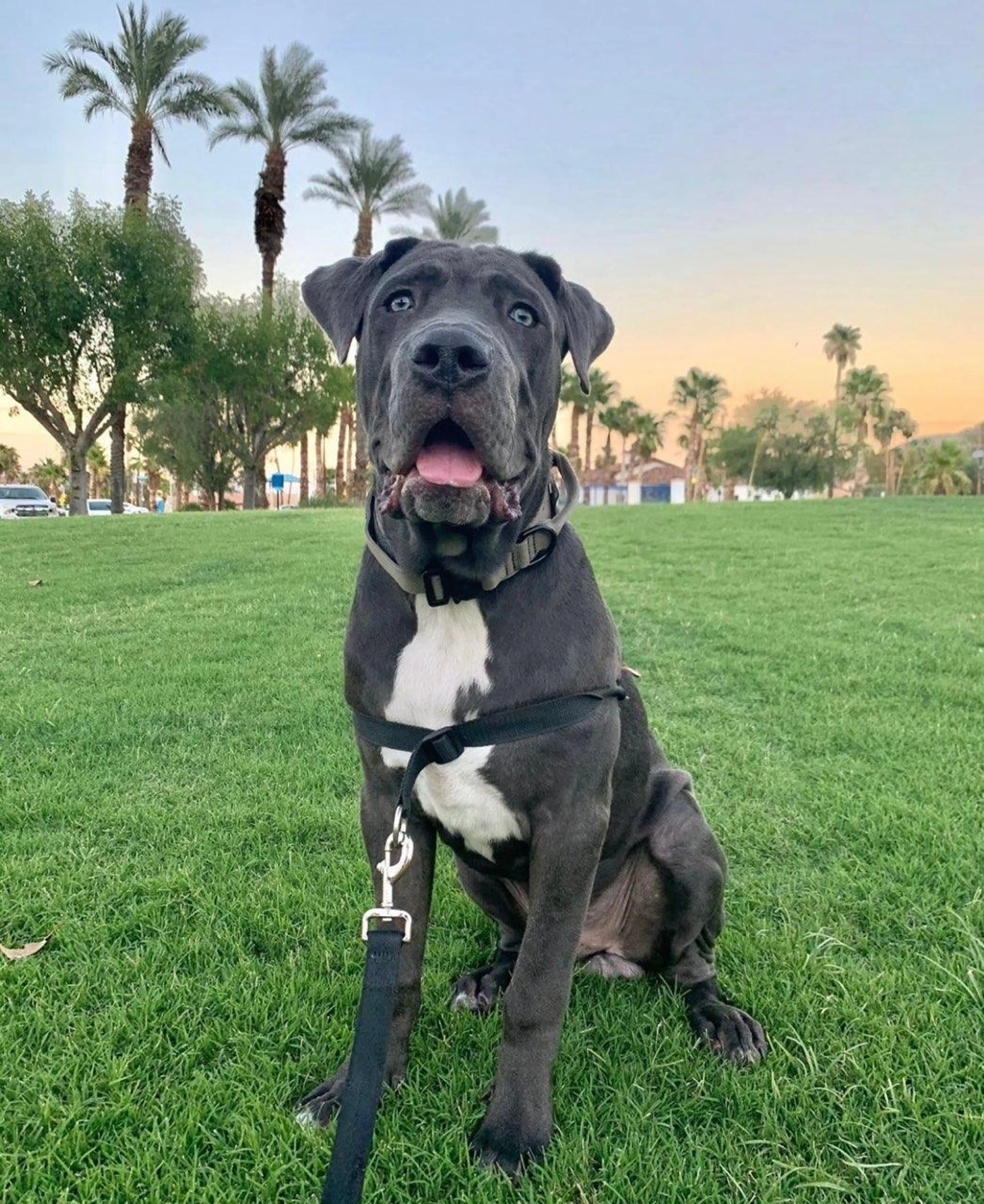 Found pet-3
