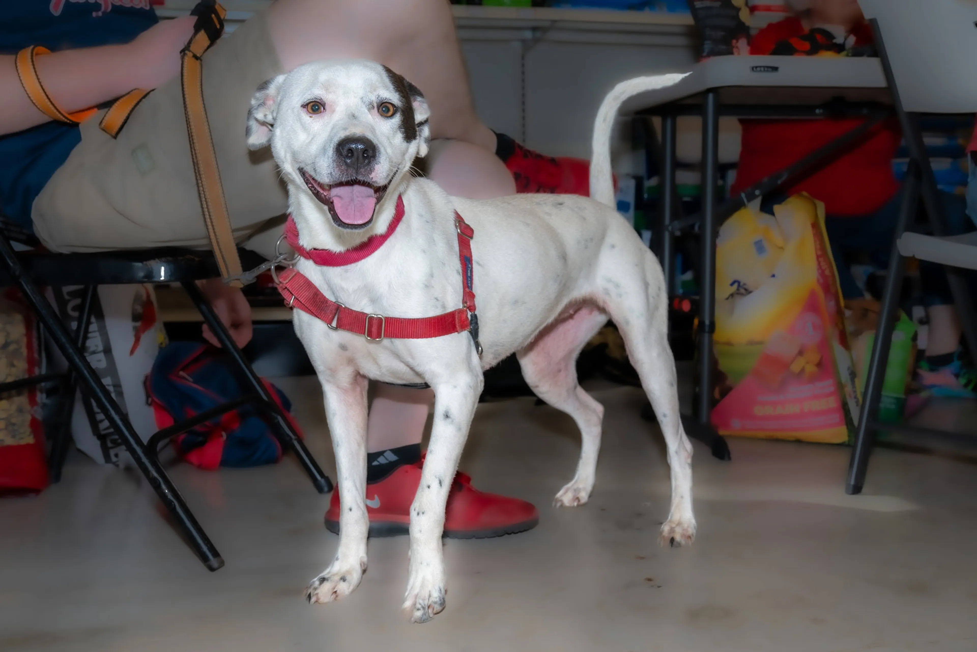 Found pet-2