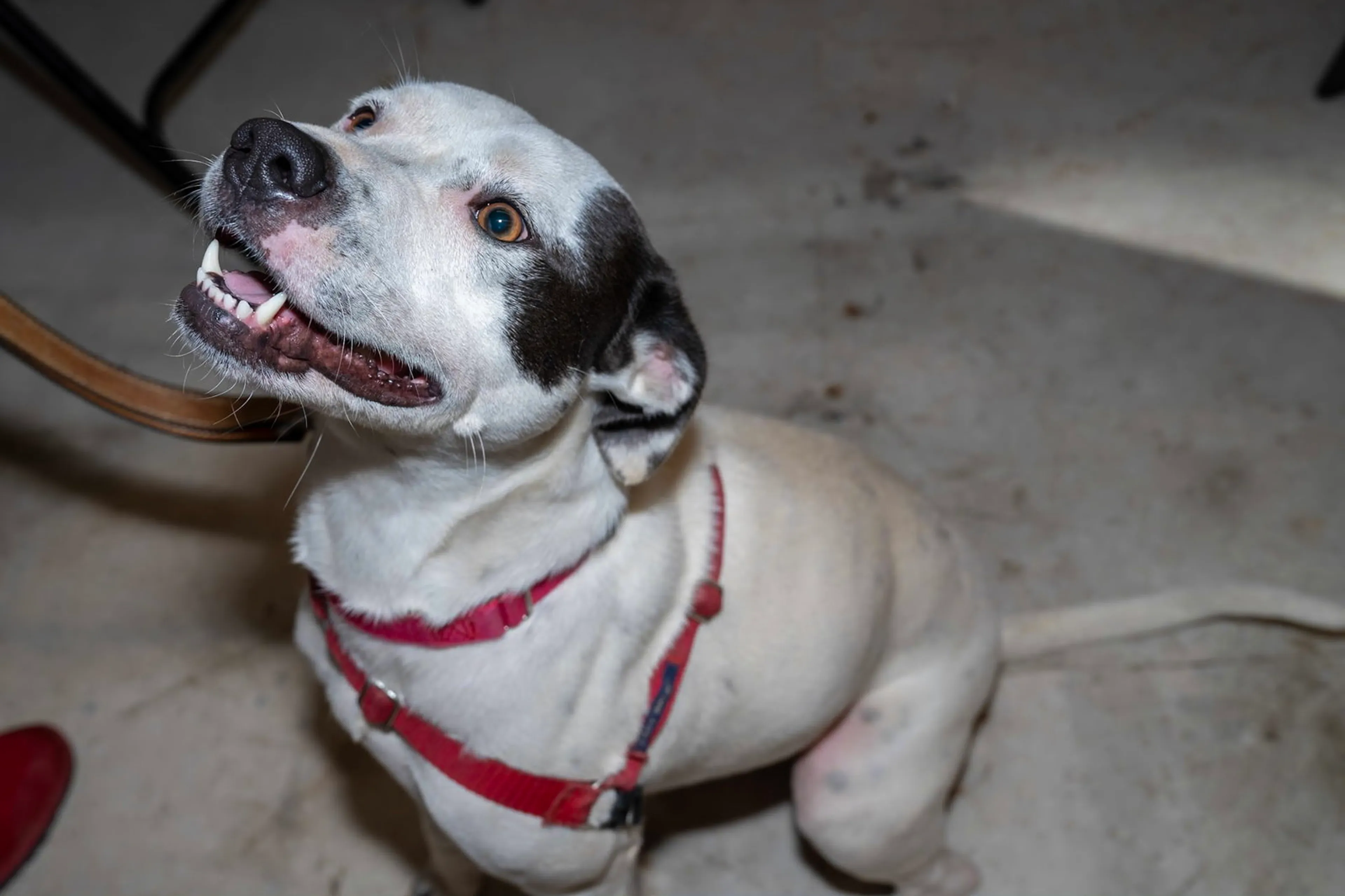 Found pet-4