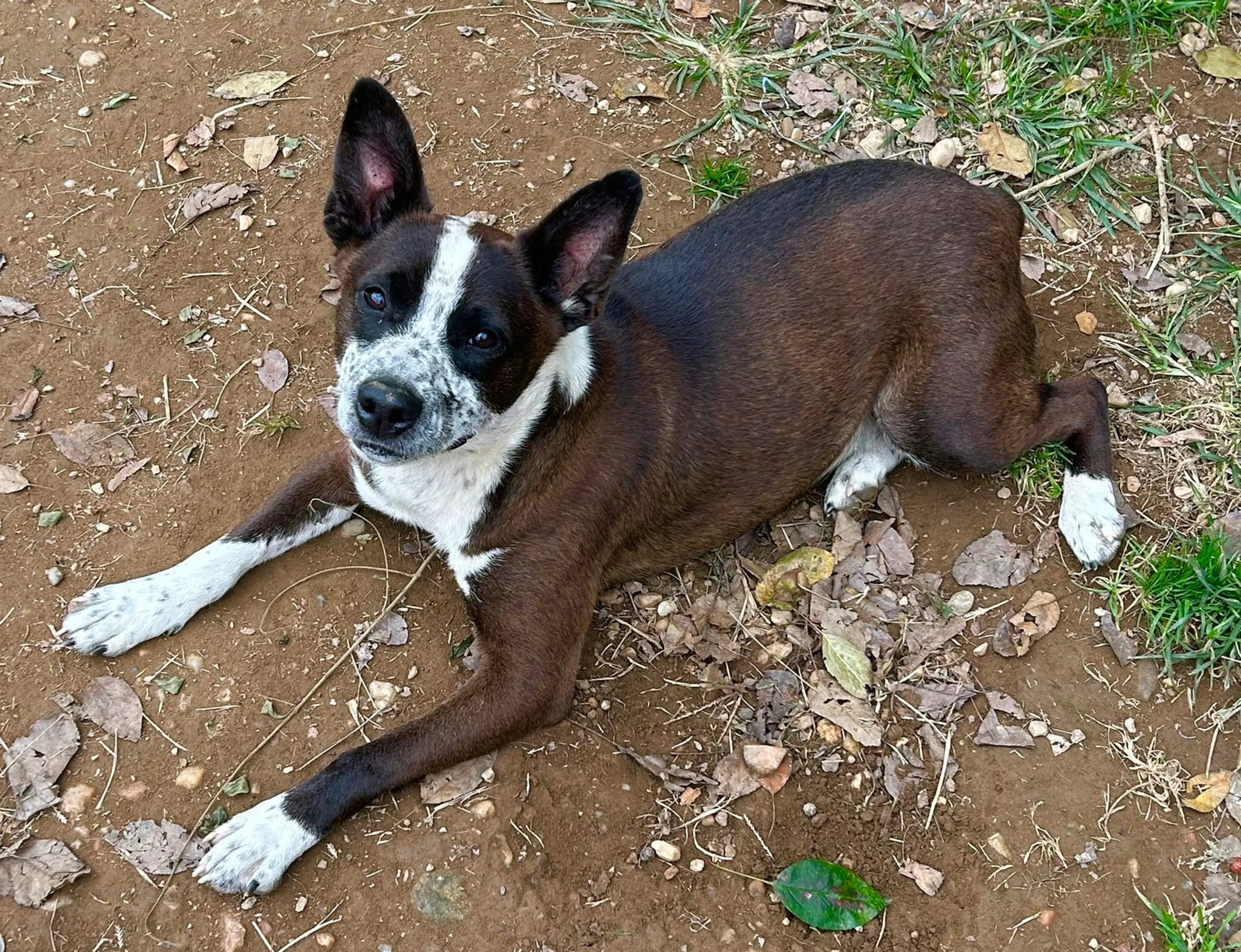 Found pet-5