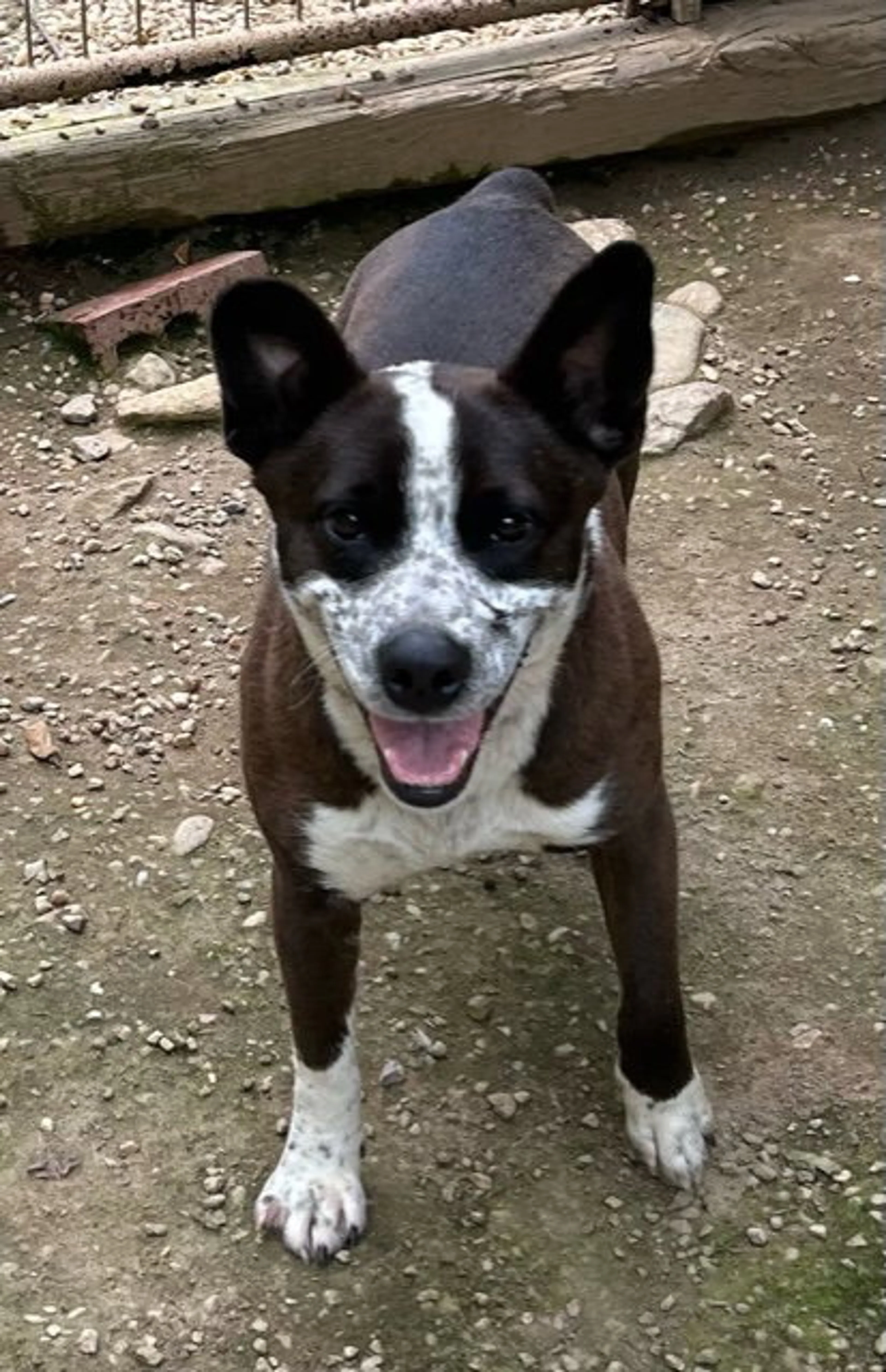 Found pet-1