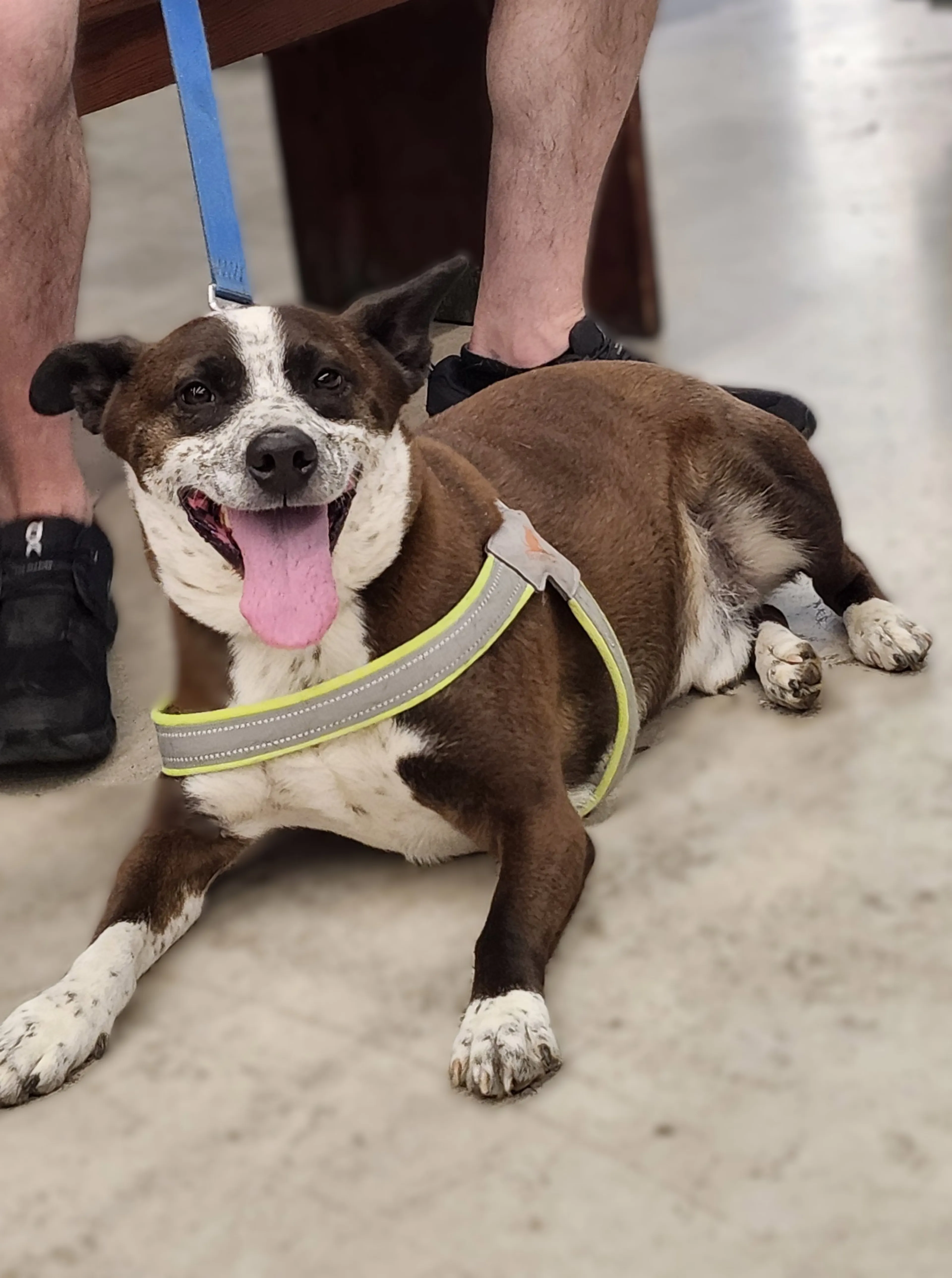 Found pet-2