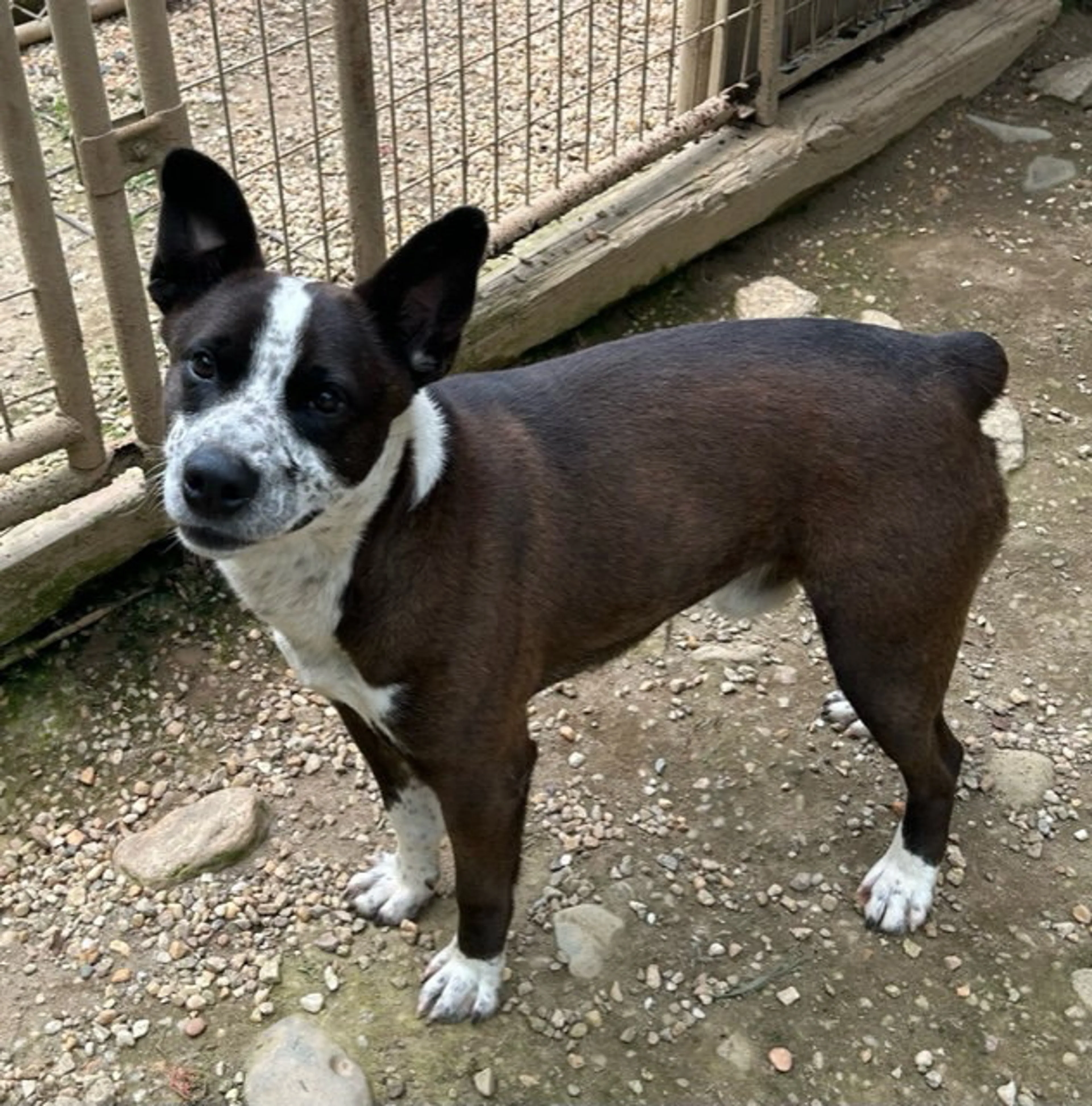 Found pet-3
