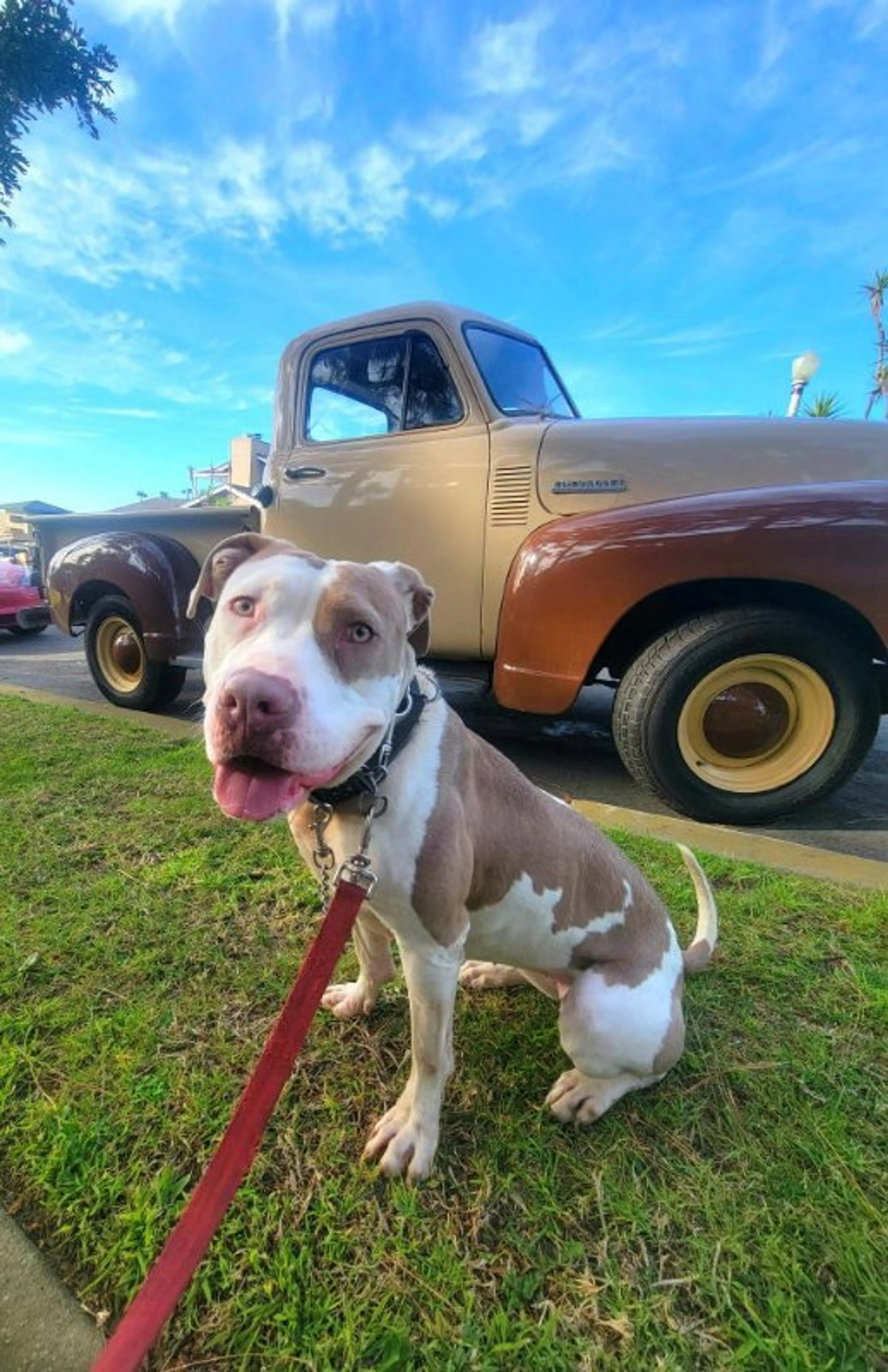Found pet-2