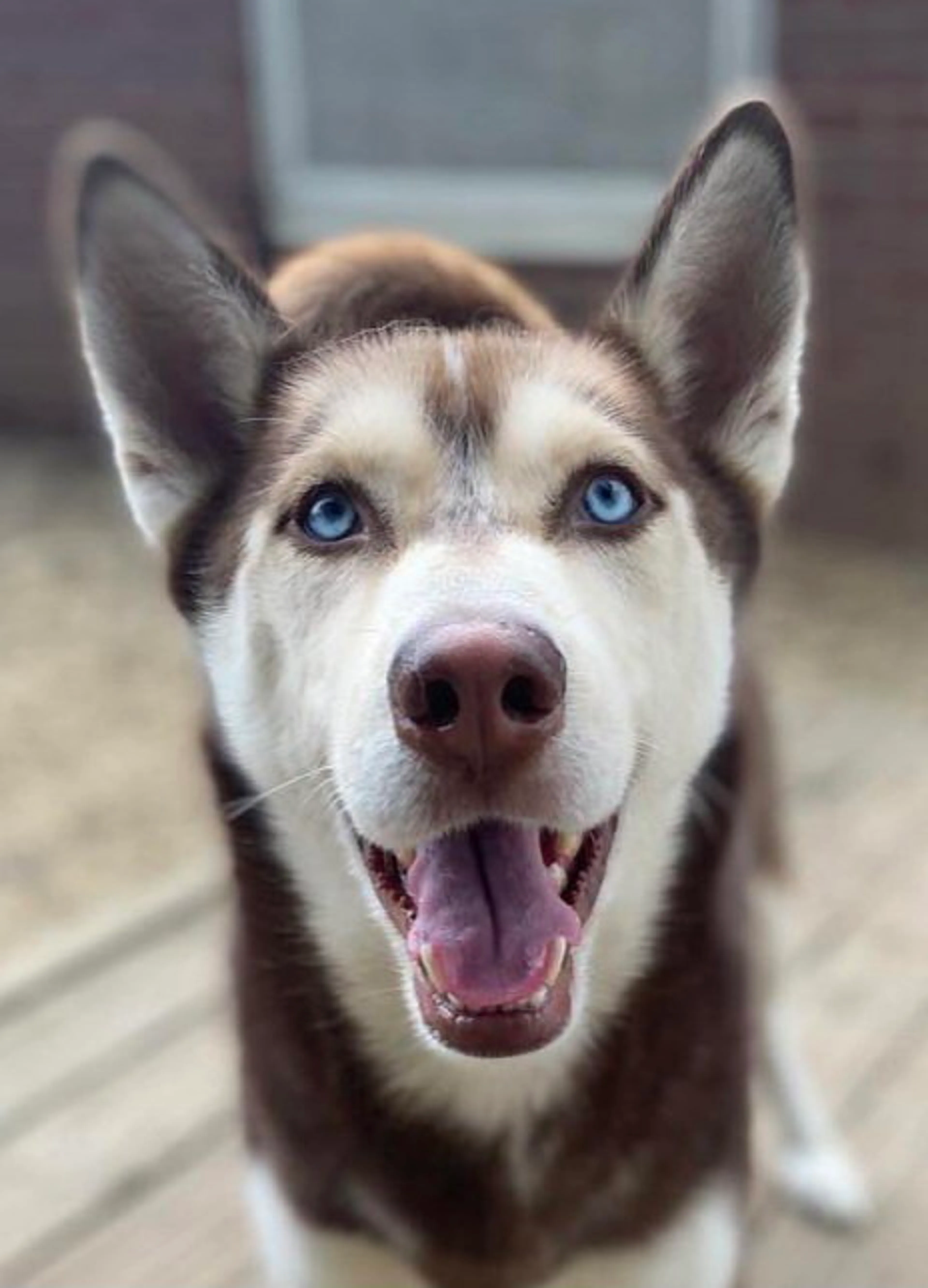 Found pet-1