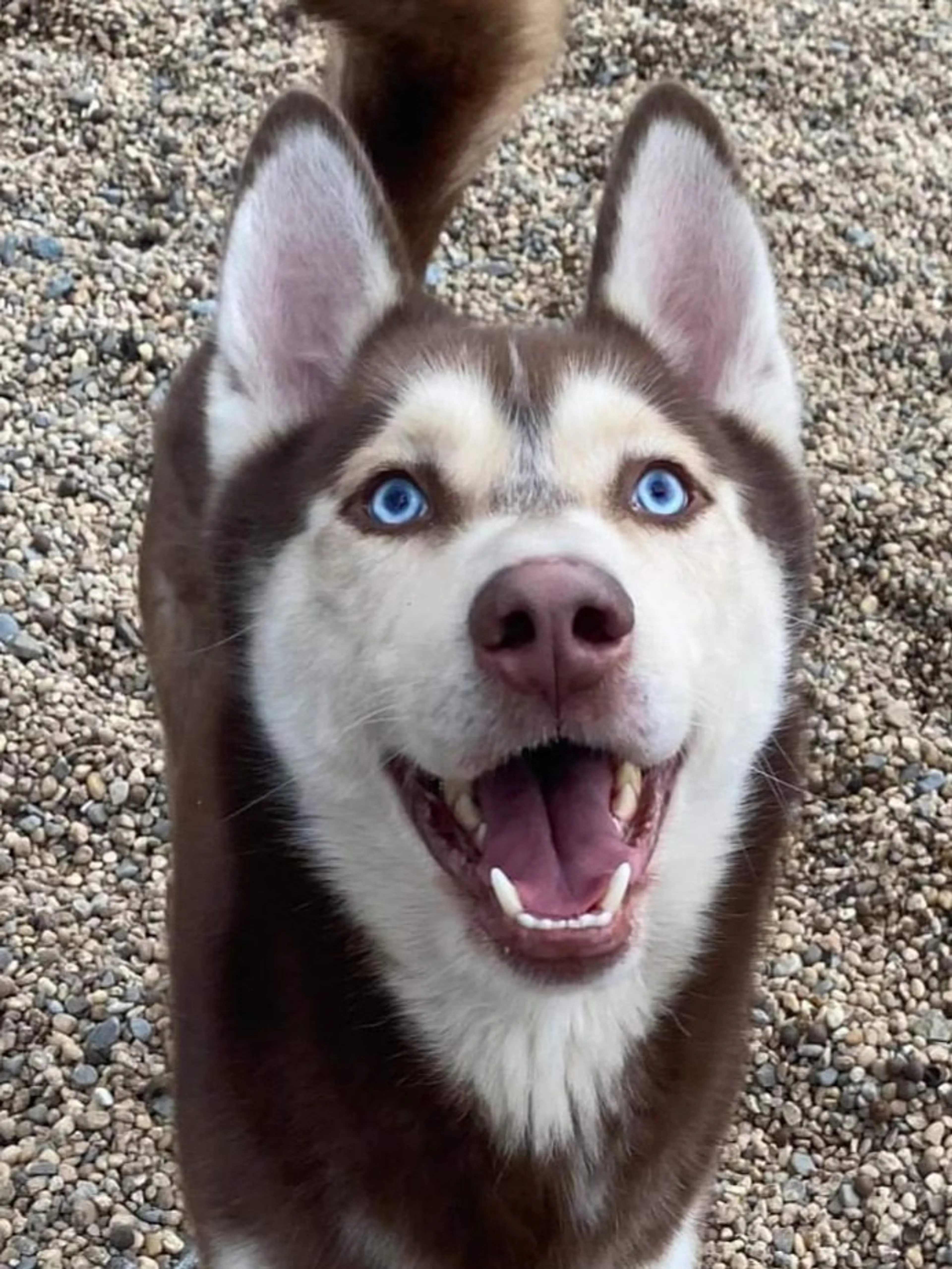 Found pet-2