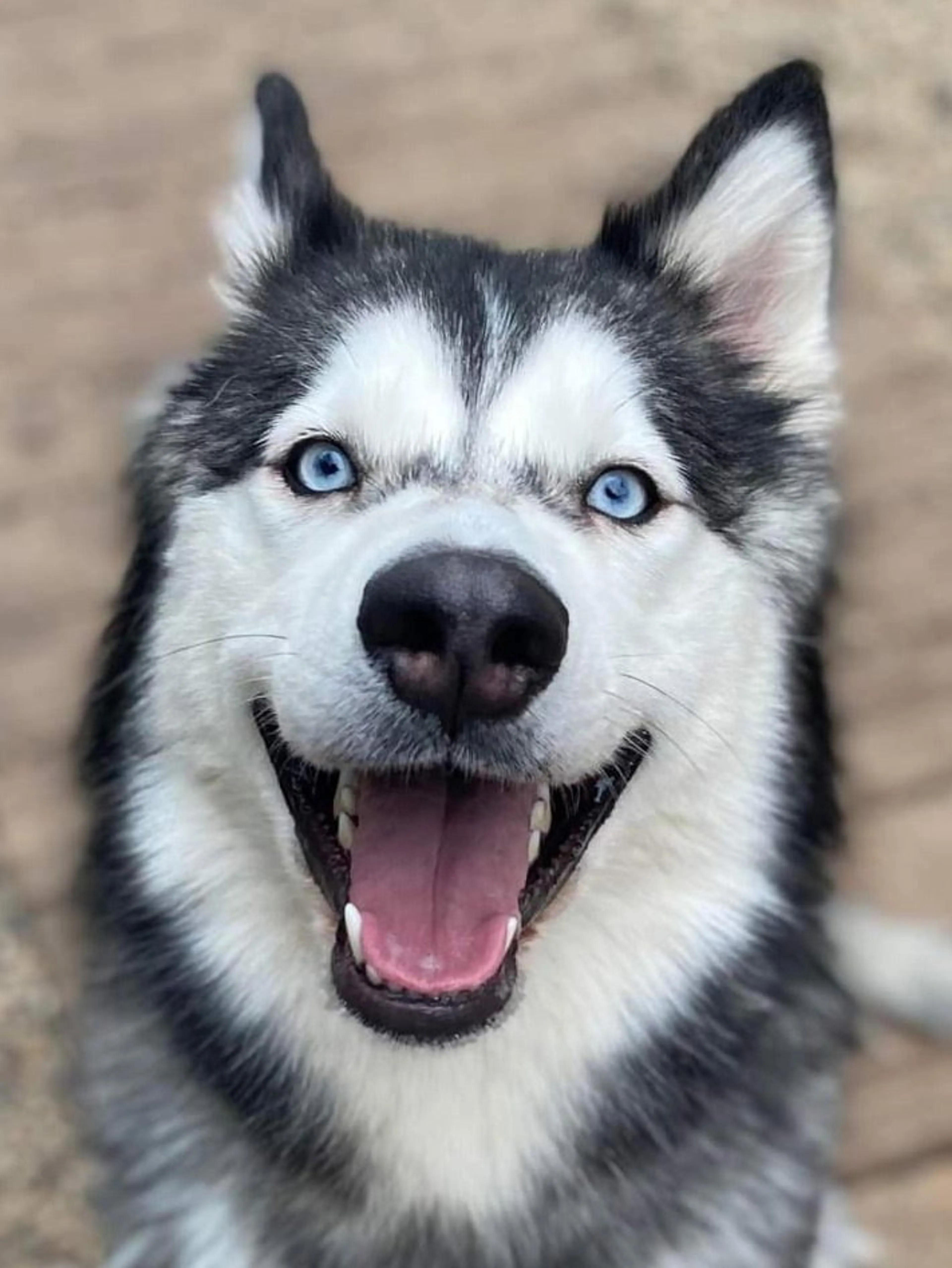 Found pet-2