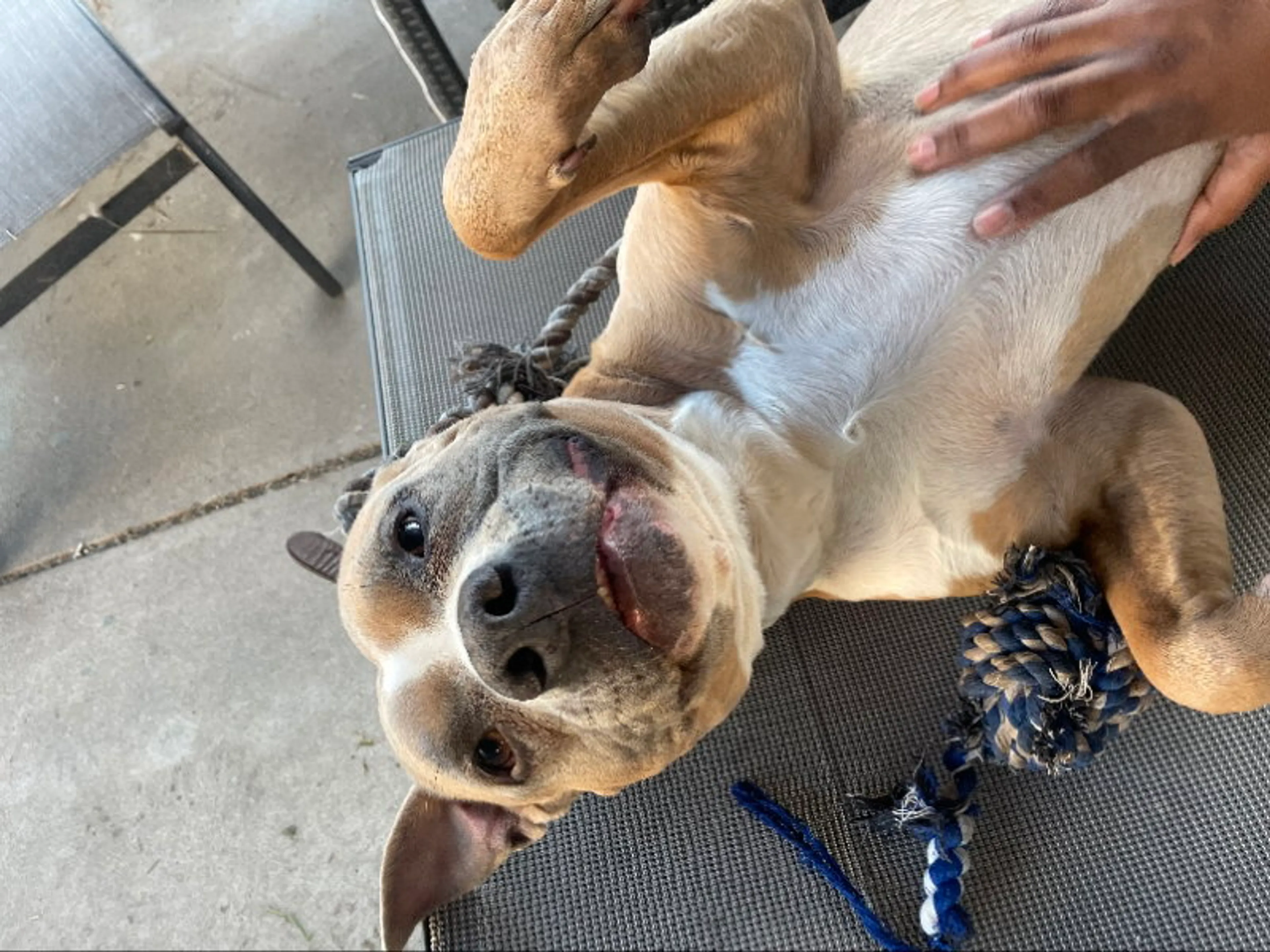 Found pet-3