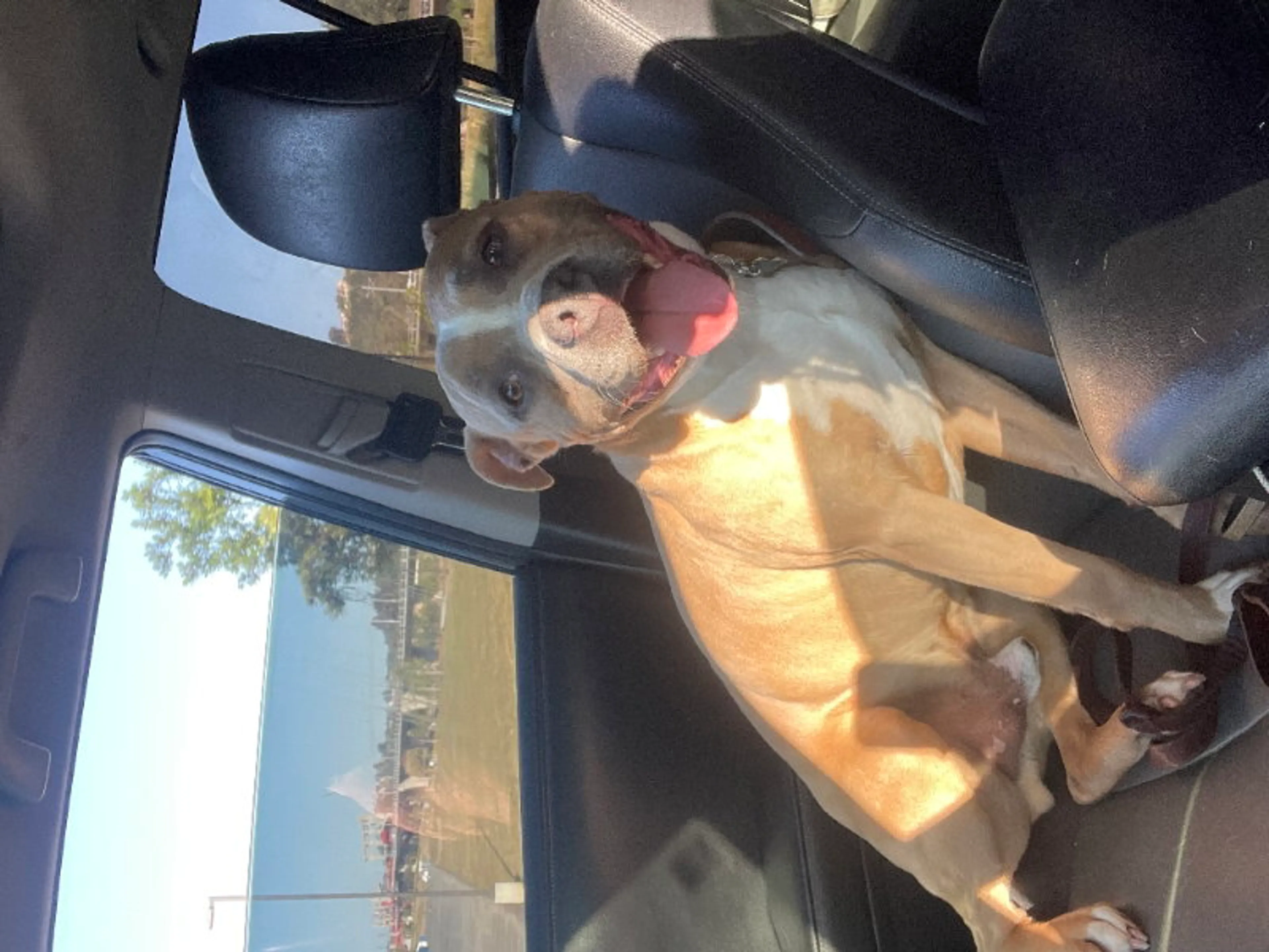 Found pet-2