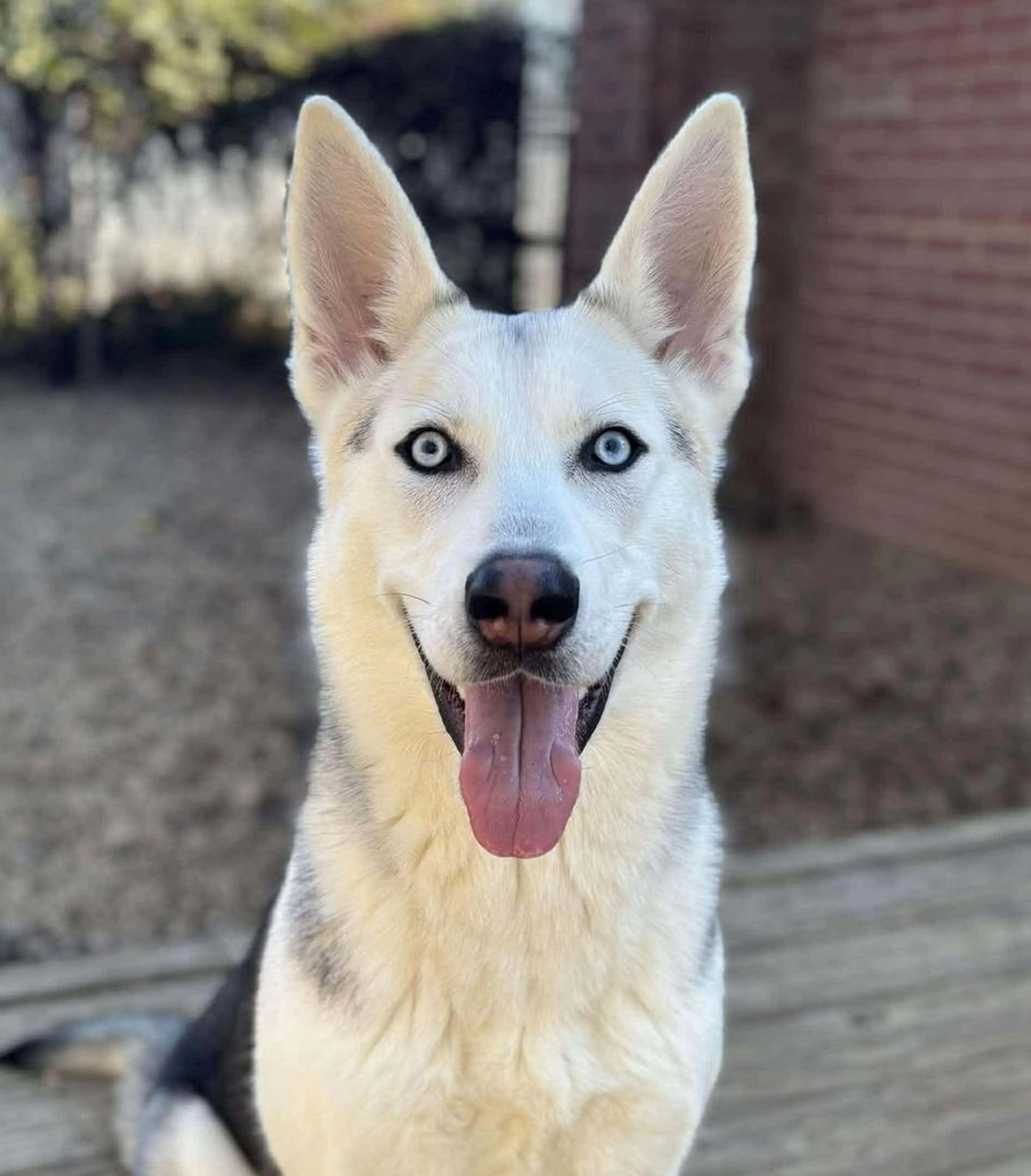 Found pet-2