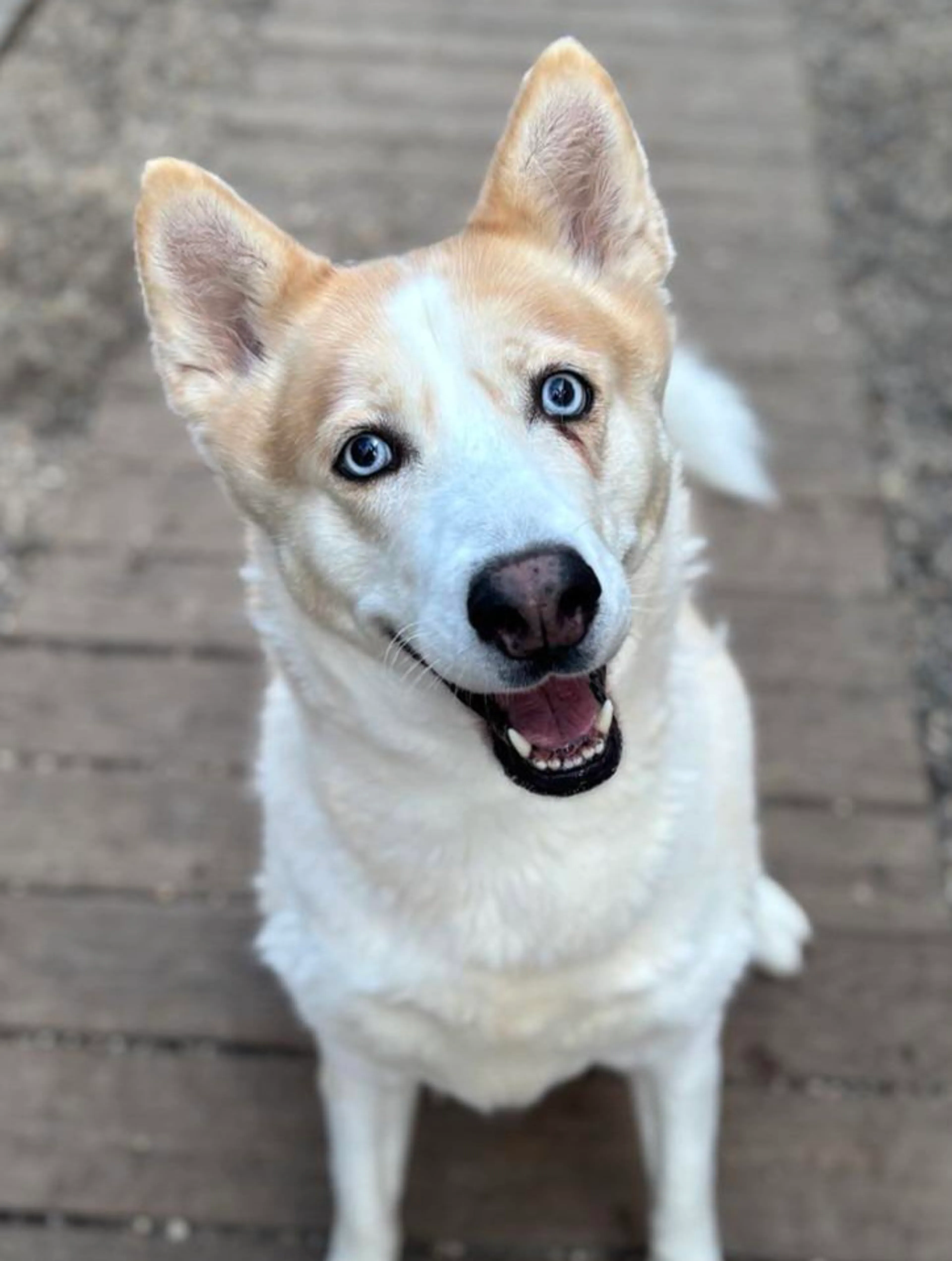 Found pet