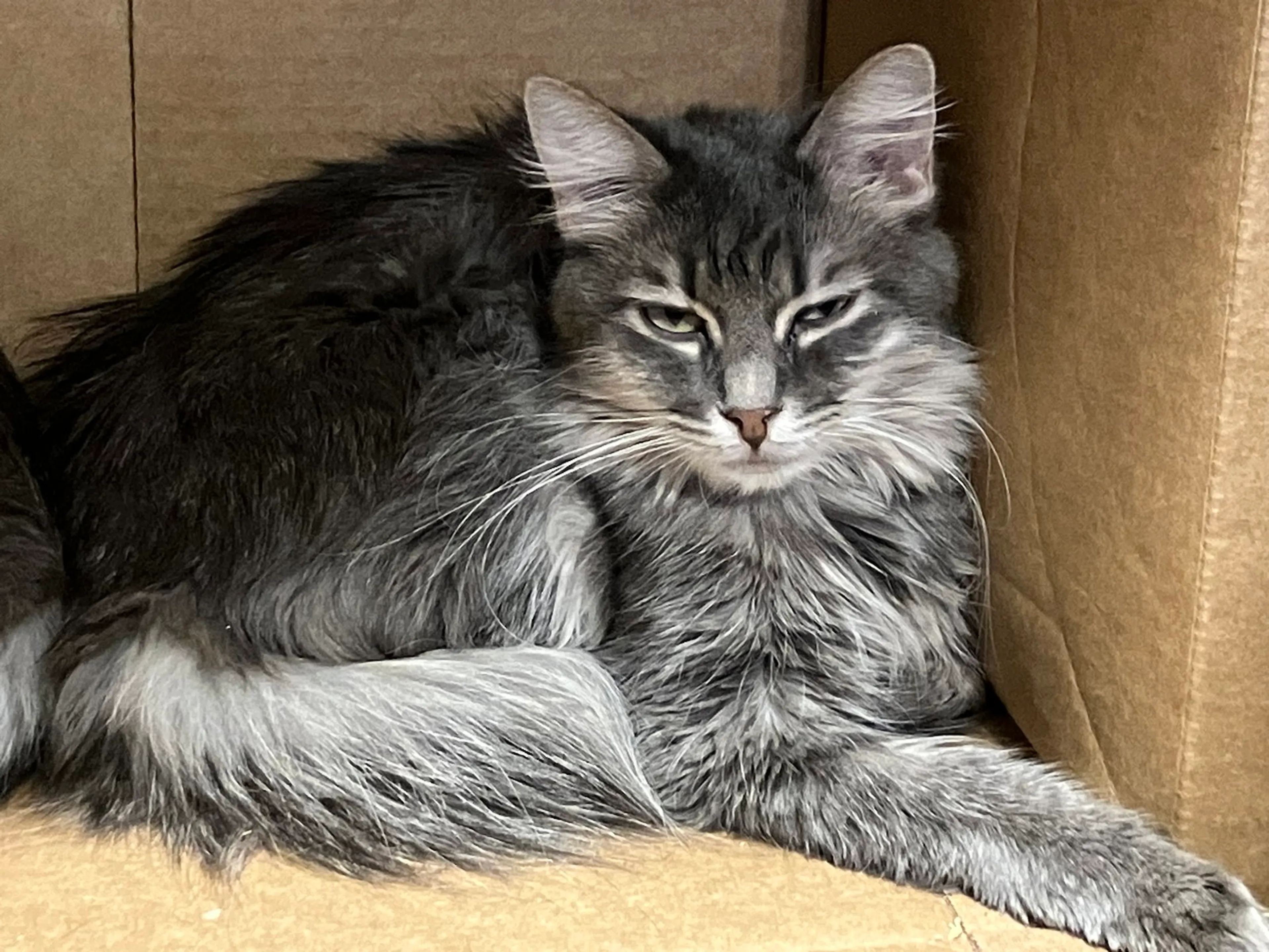 Found pet-3