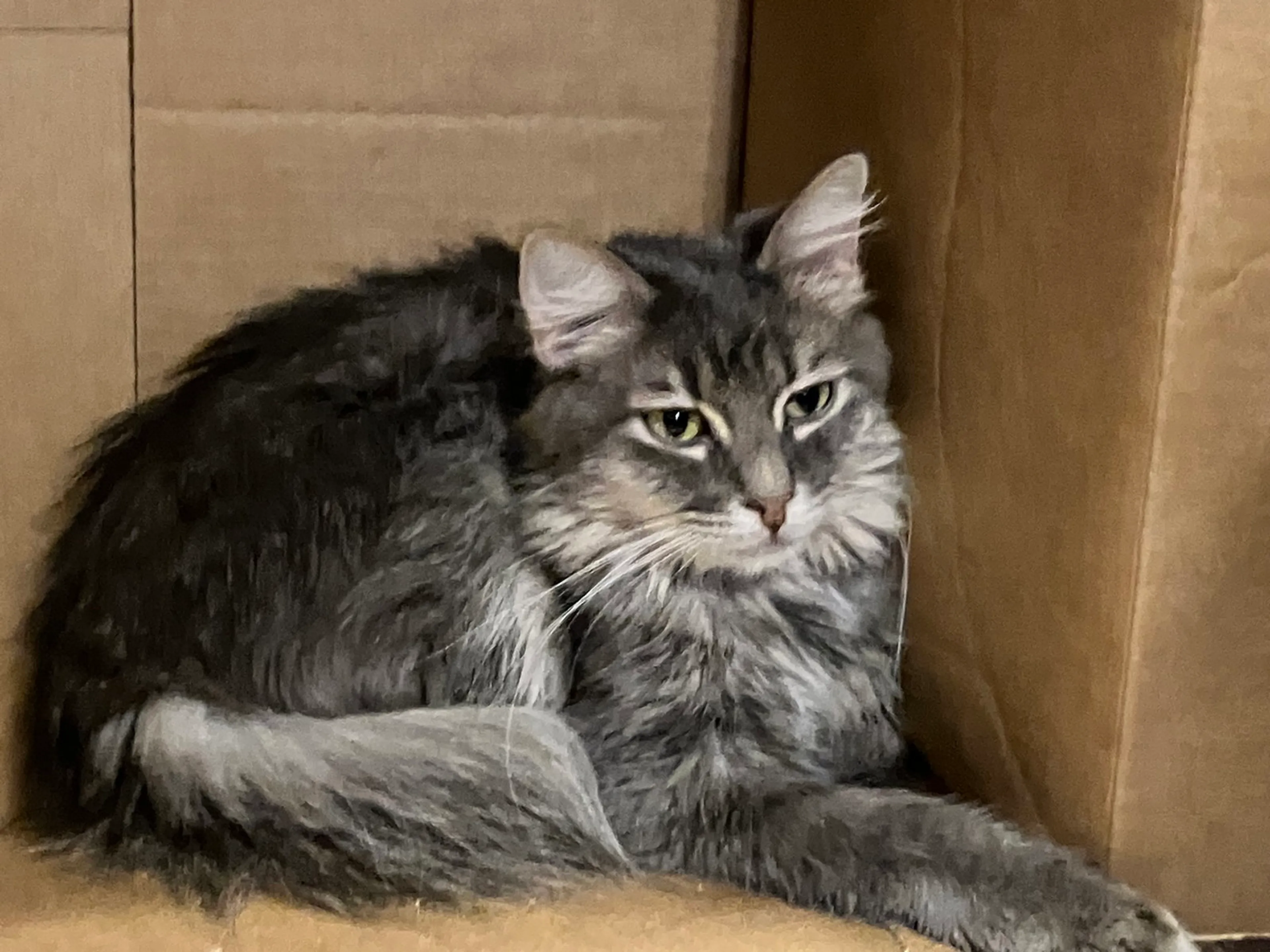 Found pet-4