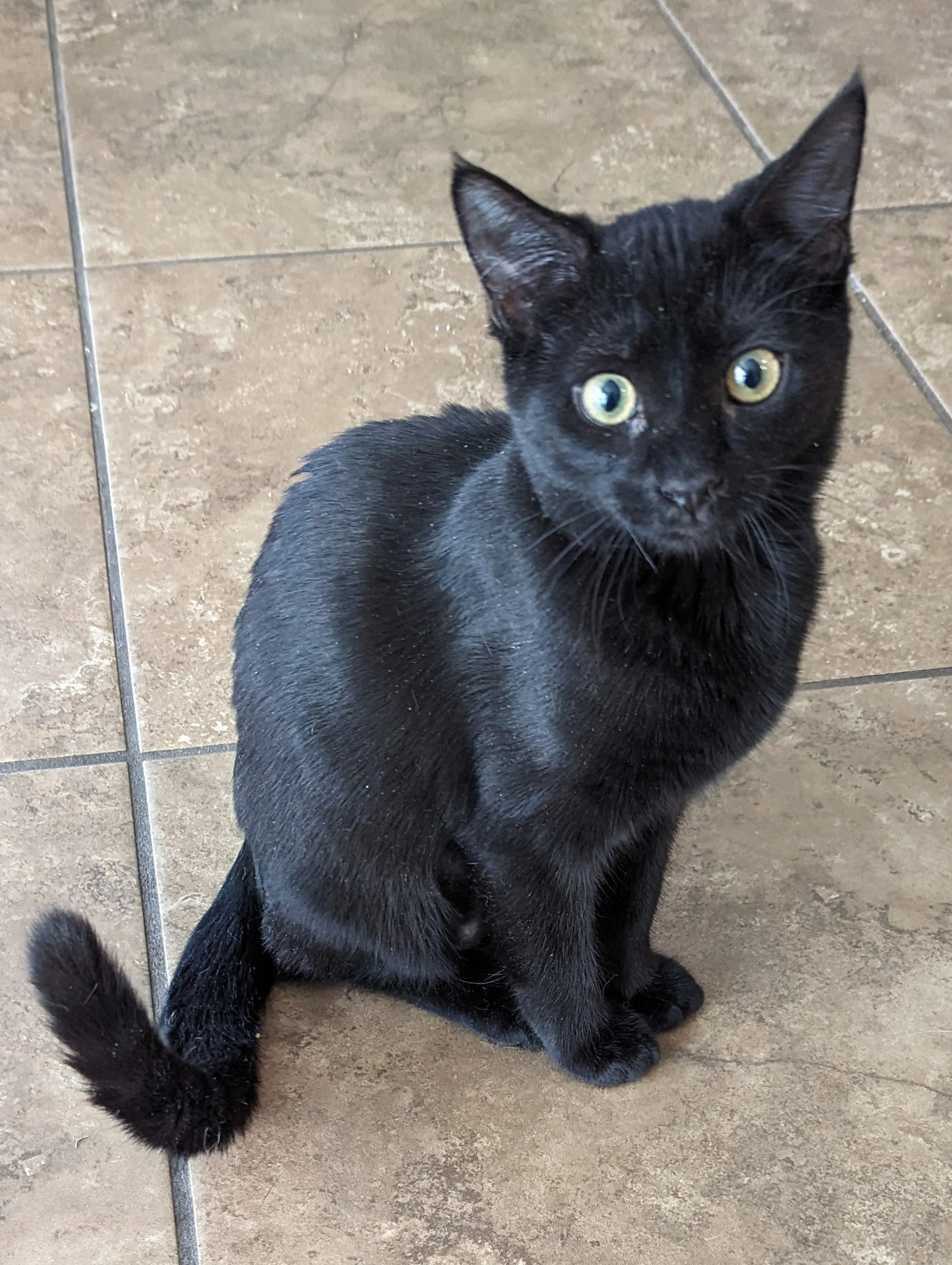 Found pet
