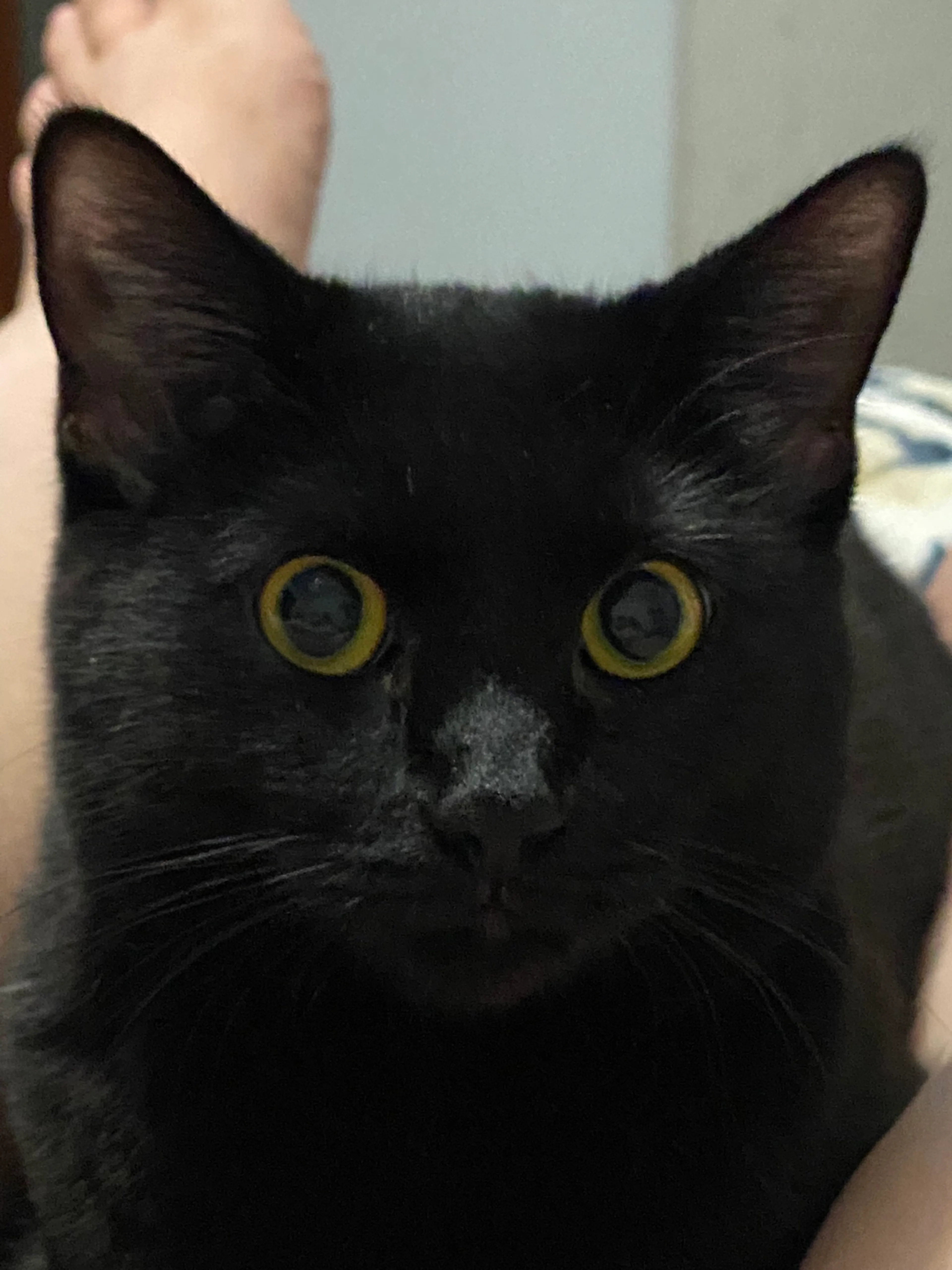 Found pet-1
