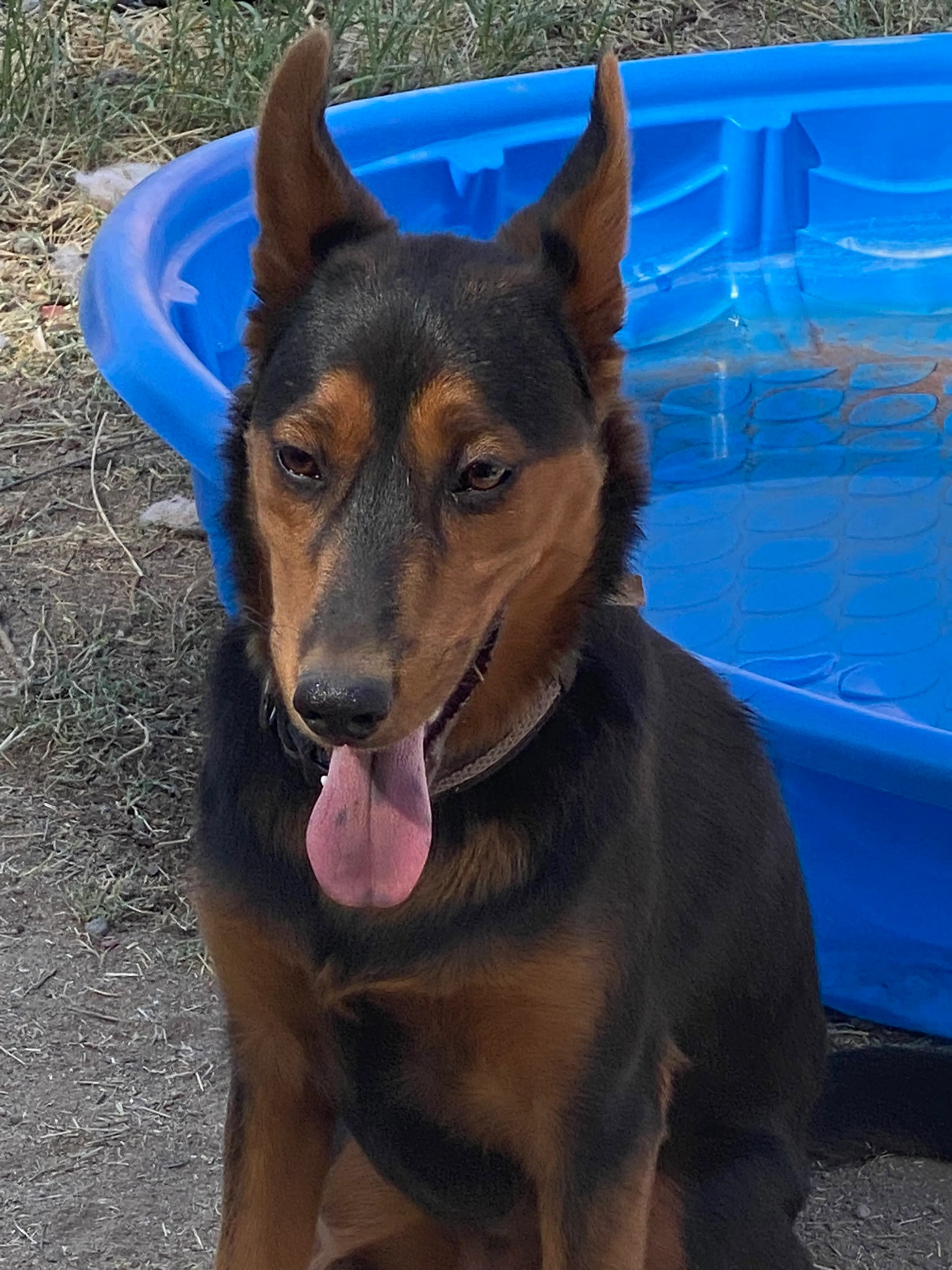 Found pet-7