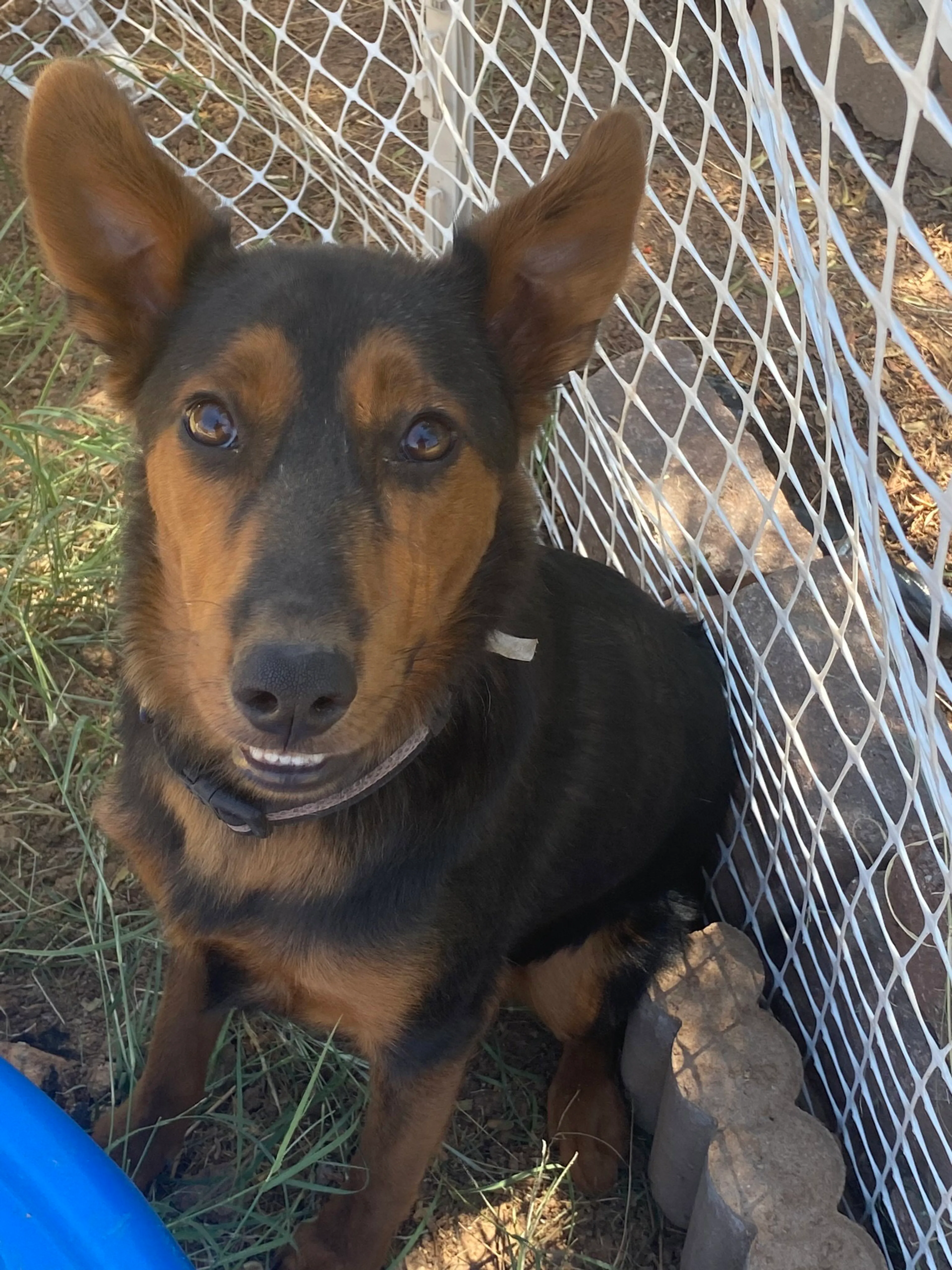 Found pet-4