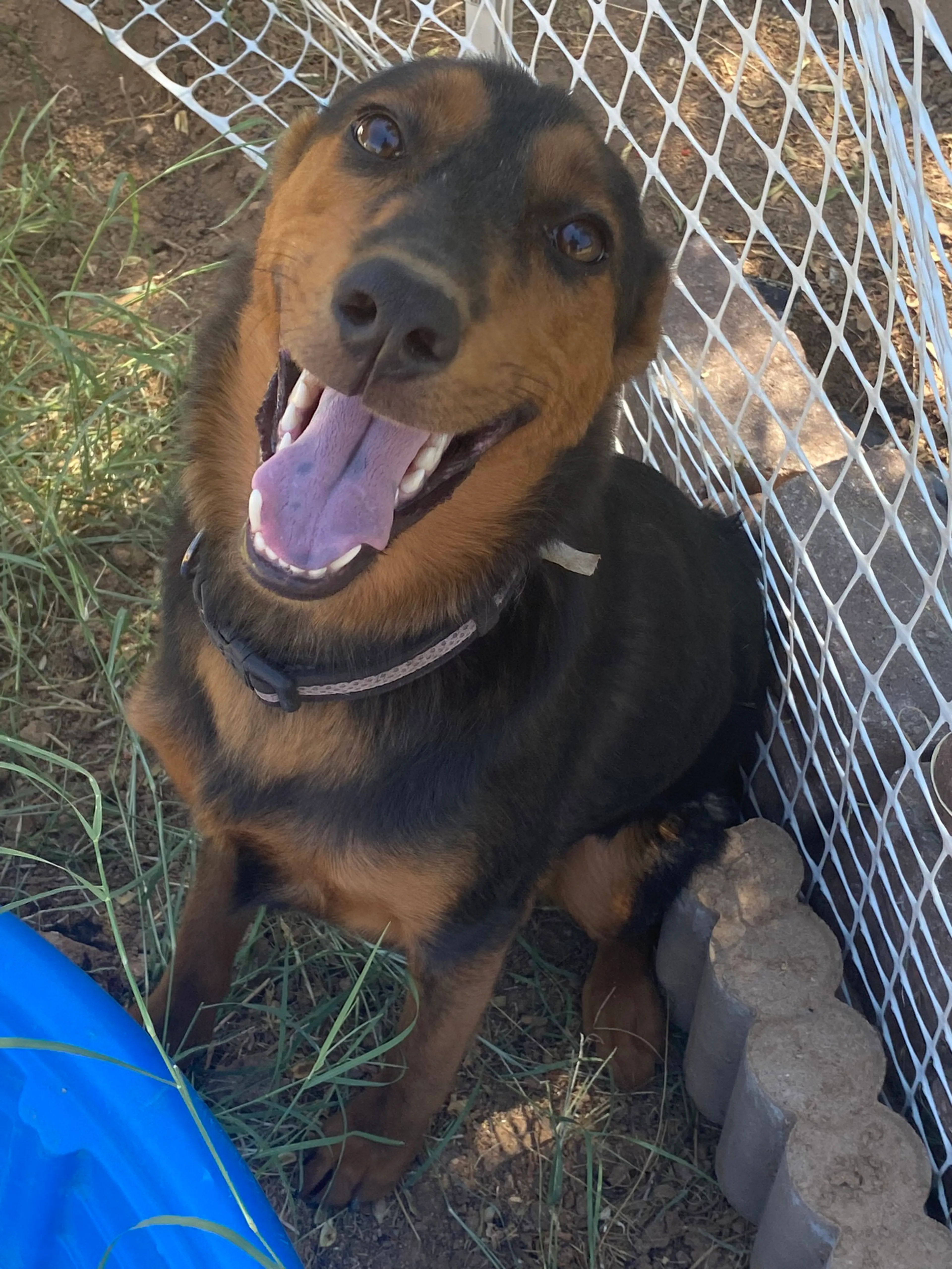 Found pet-5