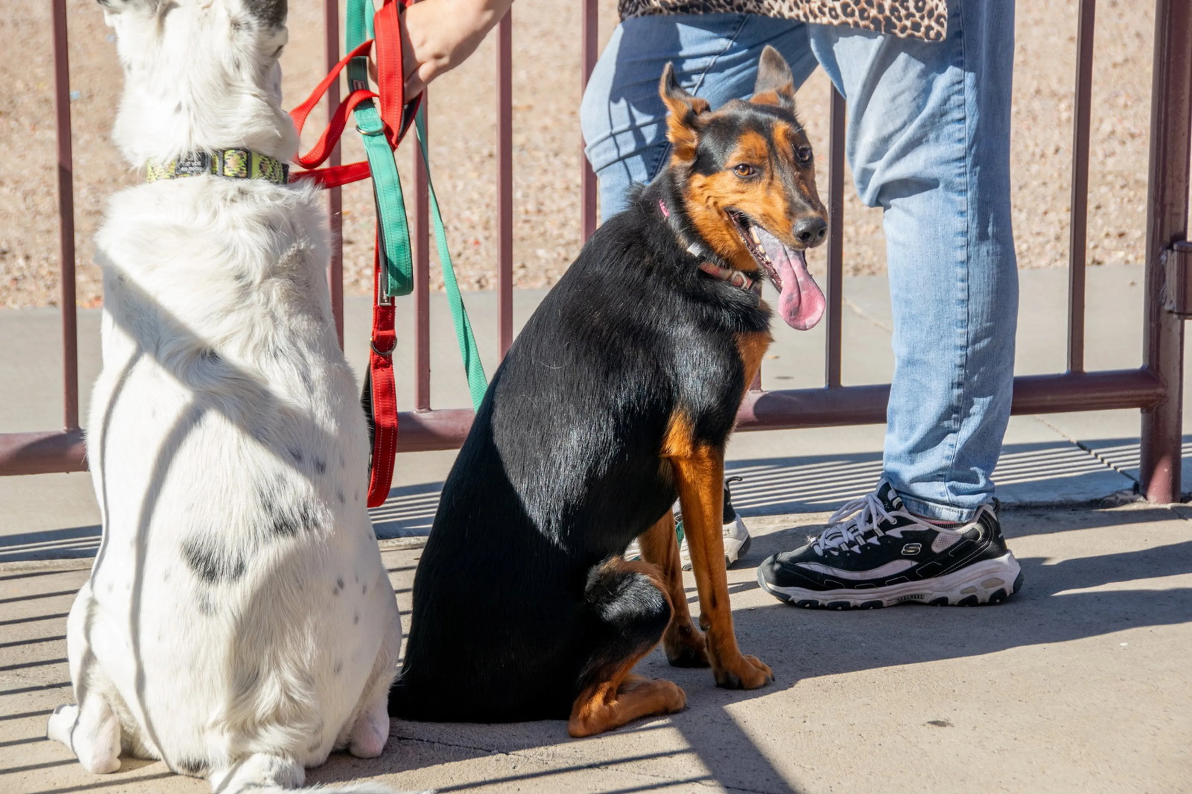 Found pet-2