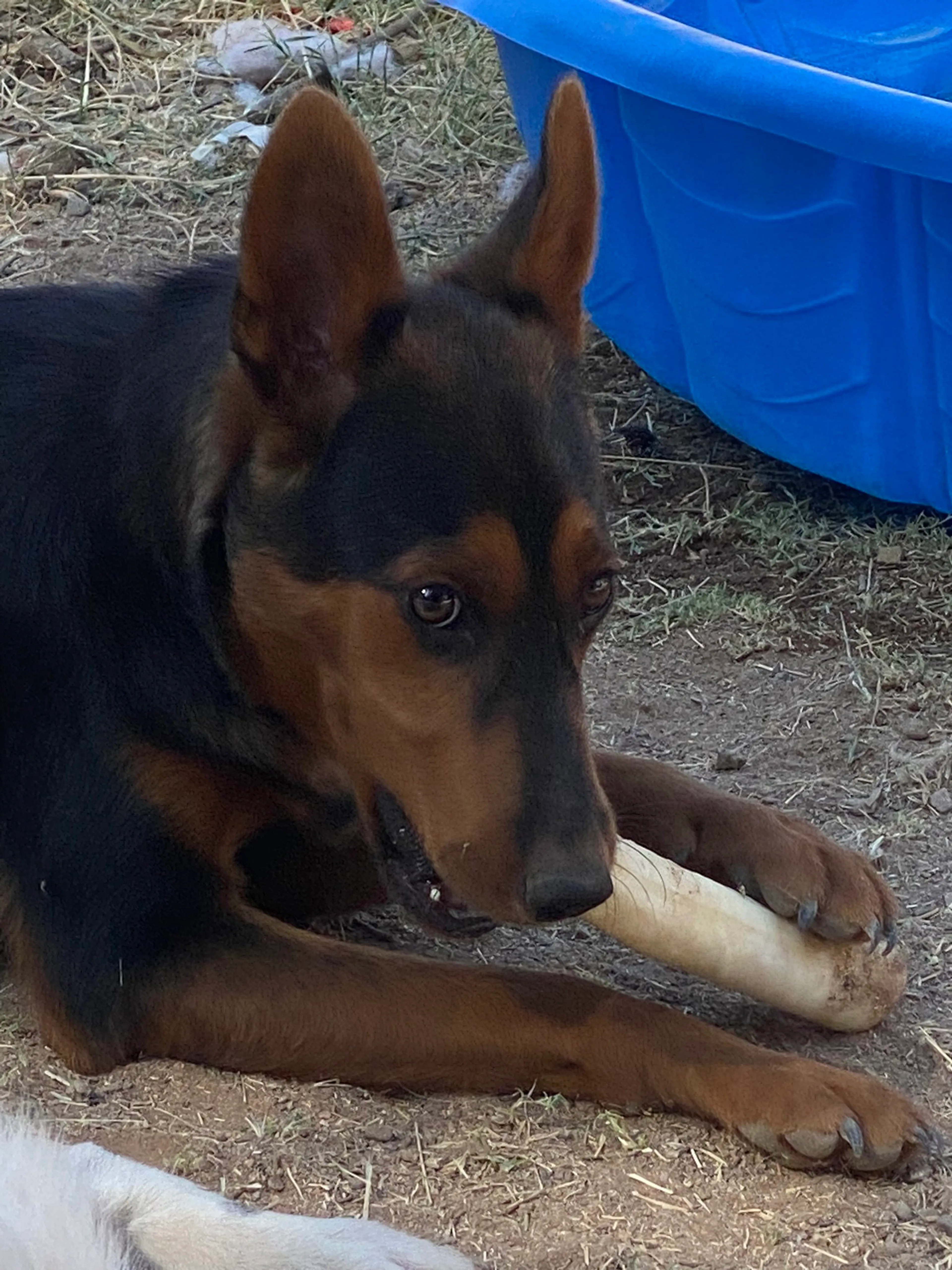 Found pet-6