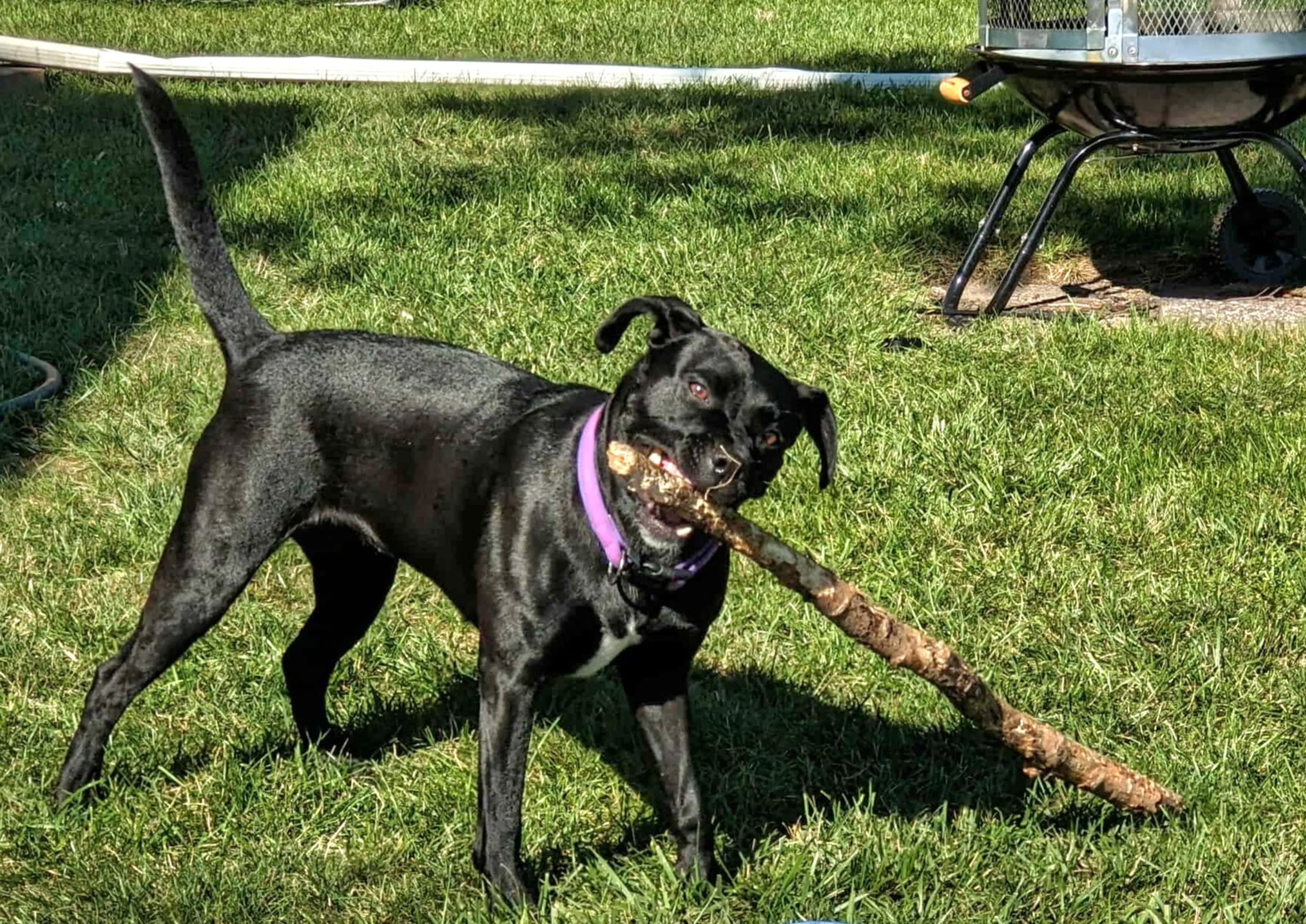 Found pet-1