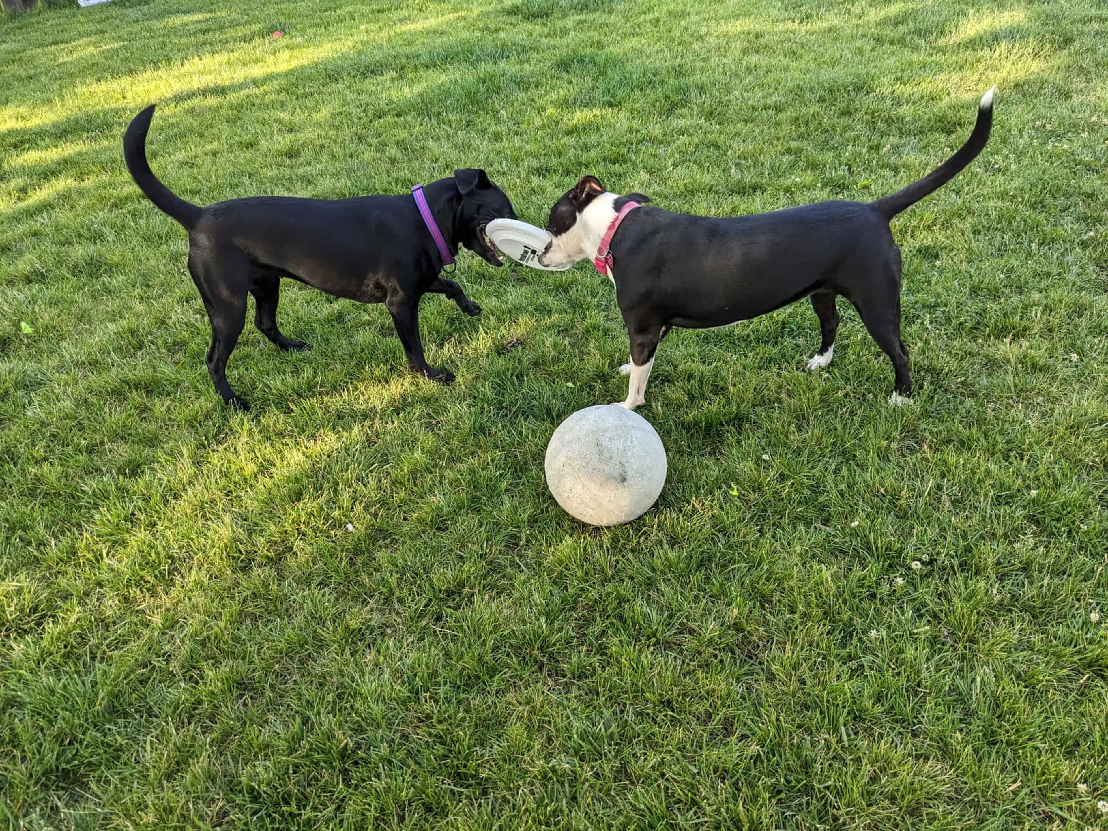 Found pet-4