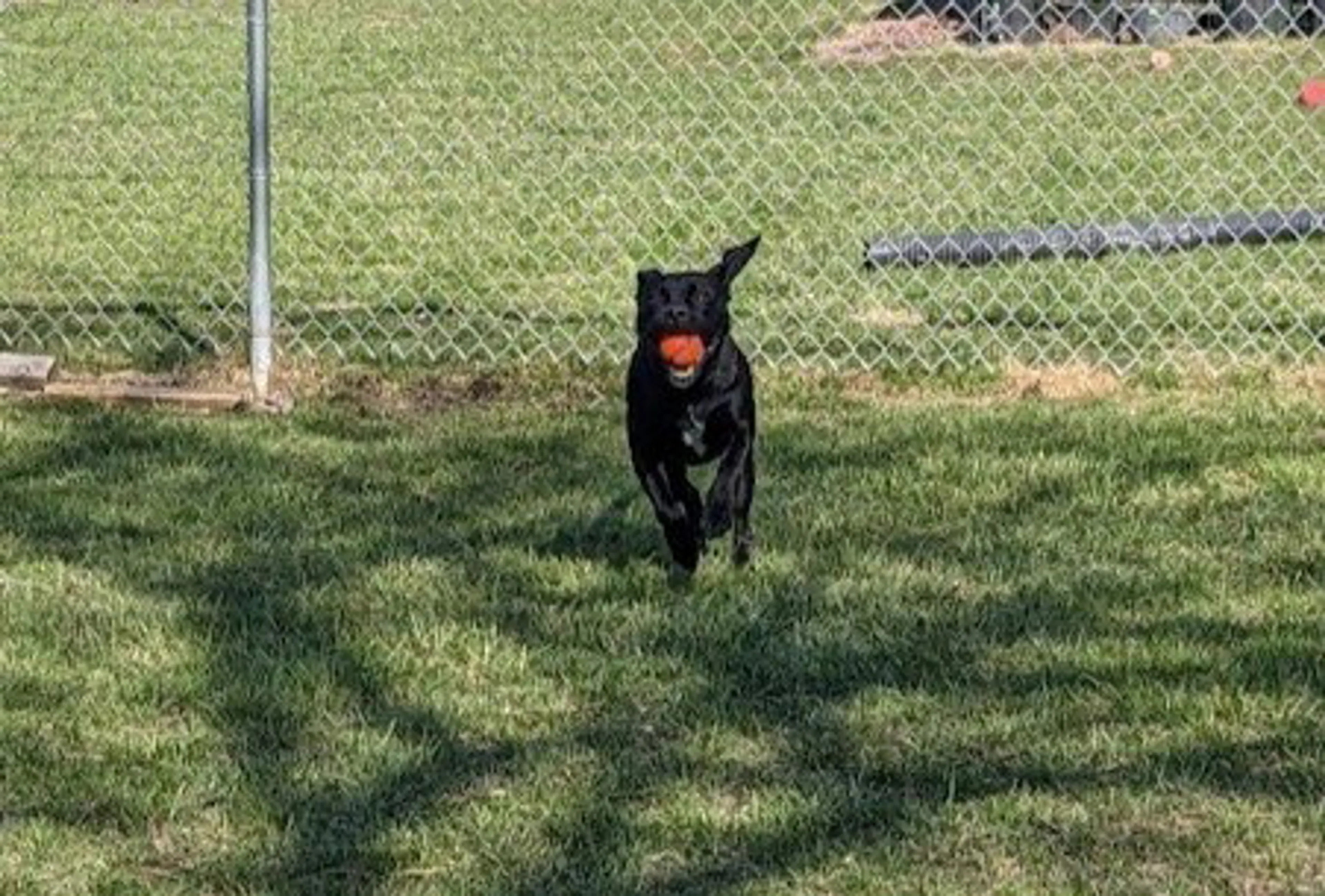 Found pet-3