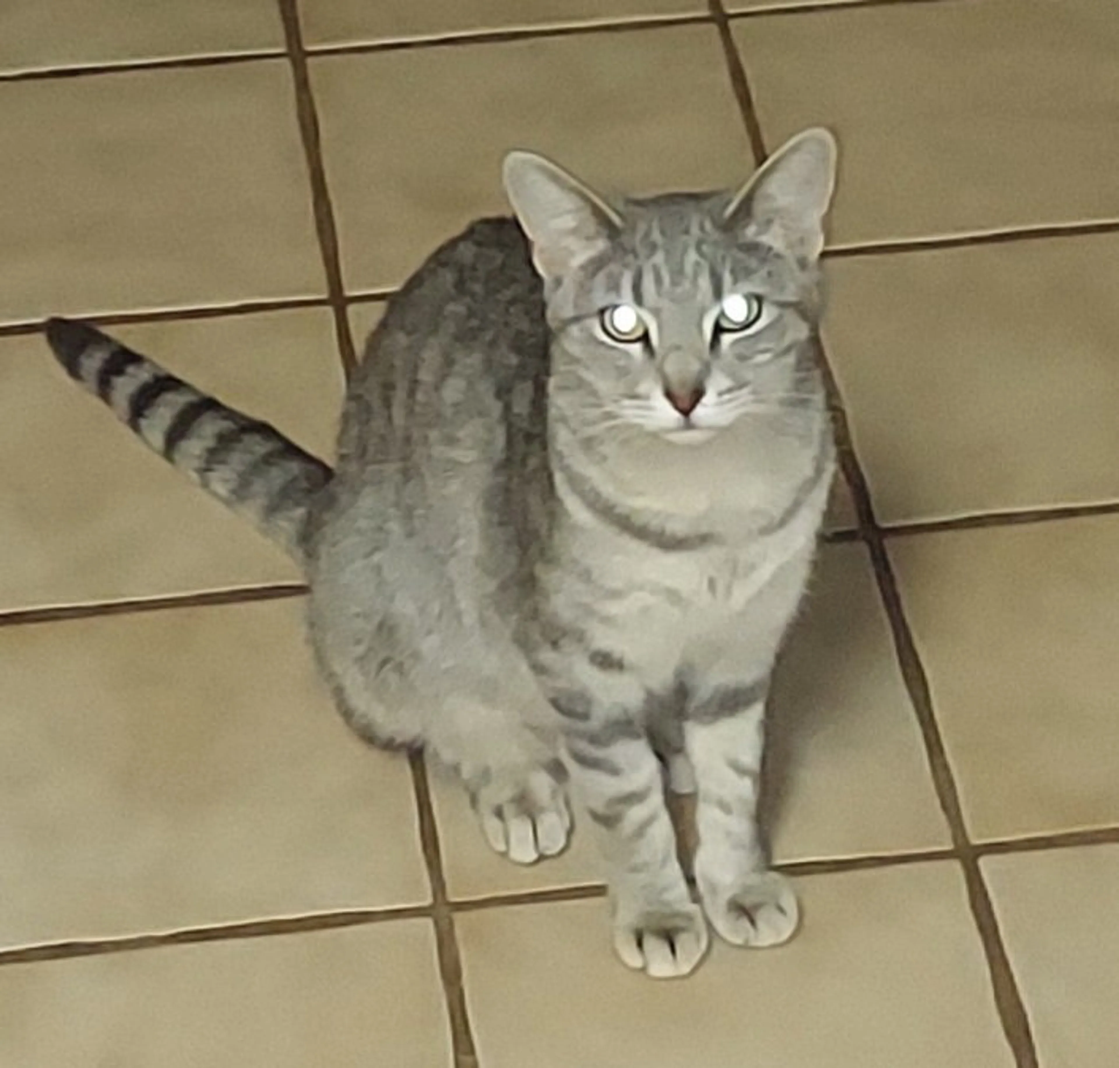 Found pet-0