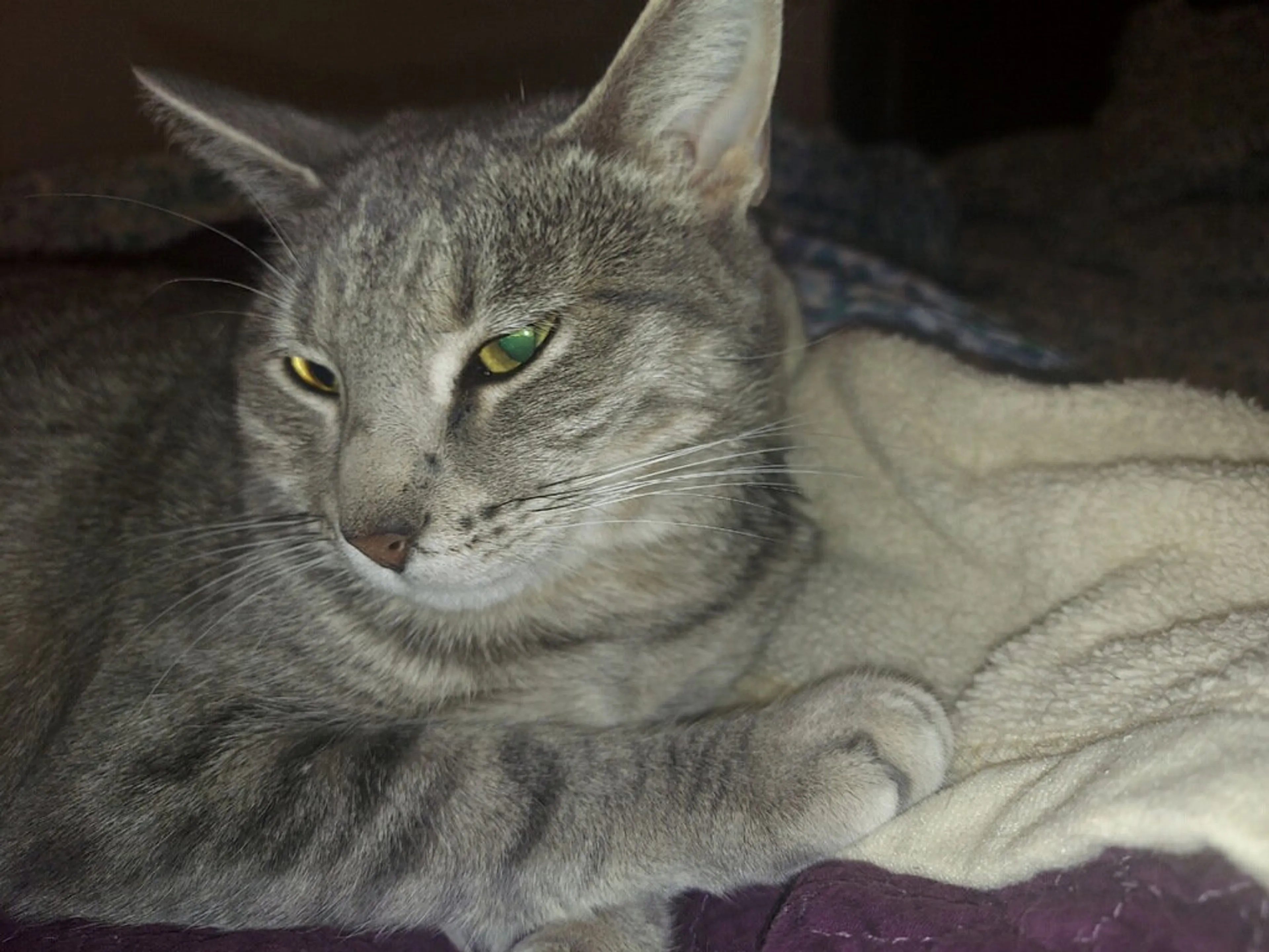 Found pet-2