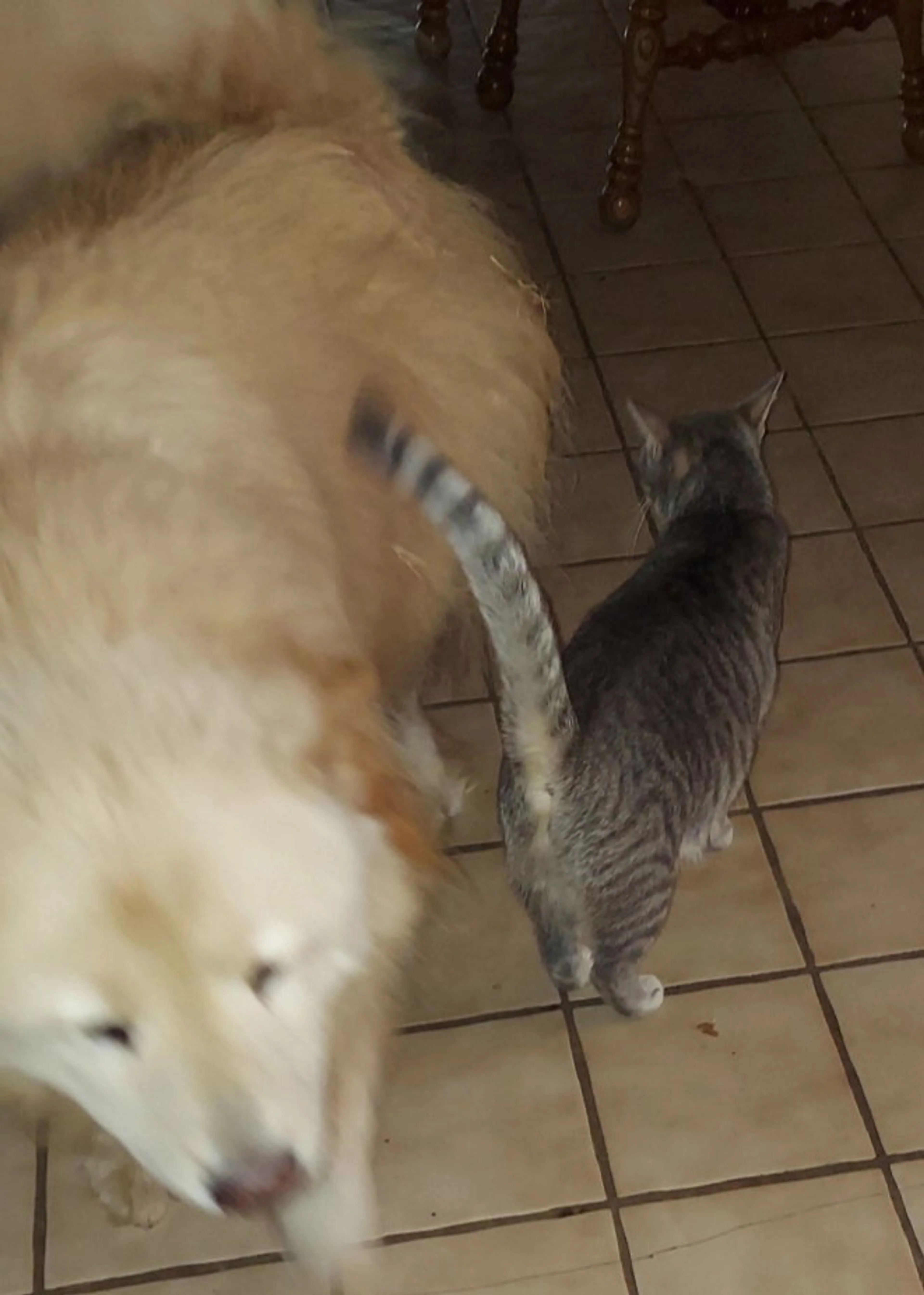 Found pet-1