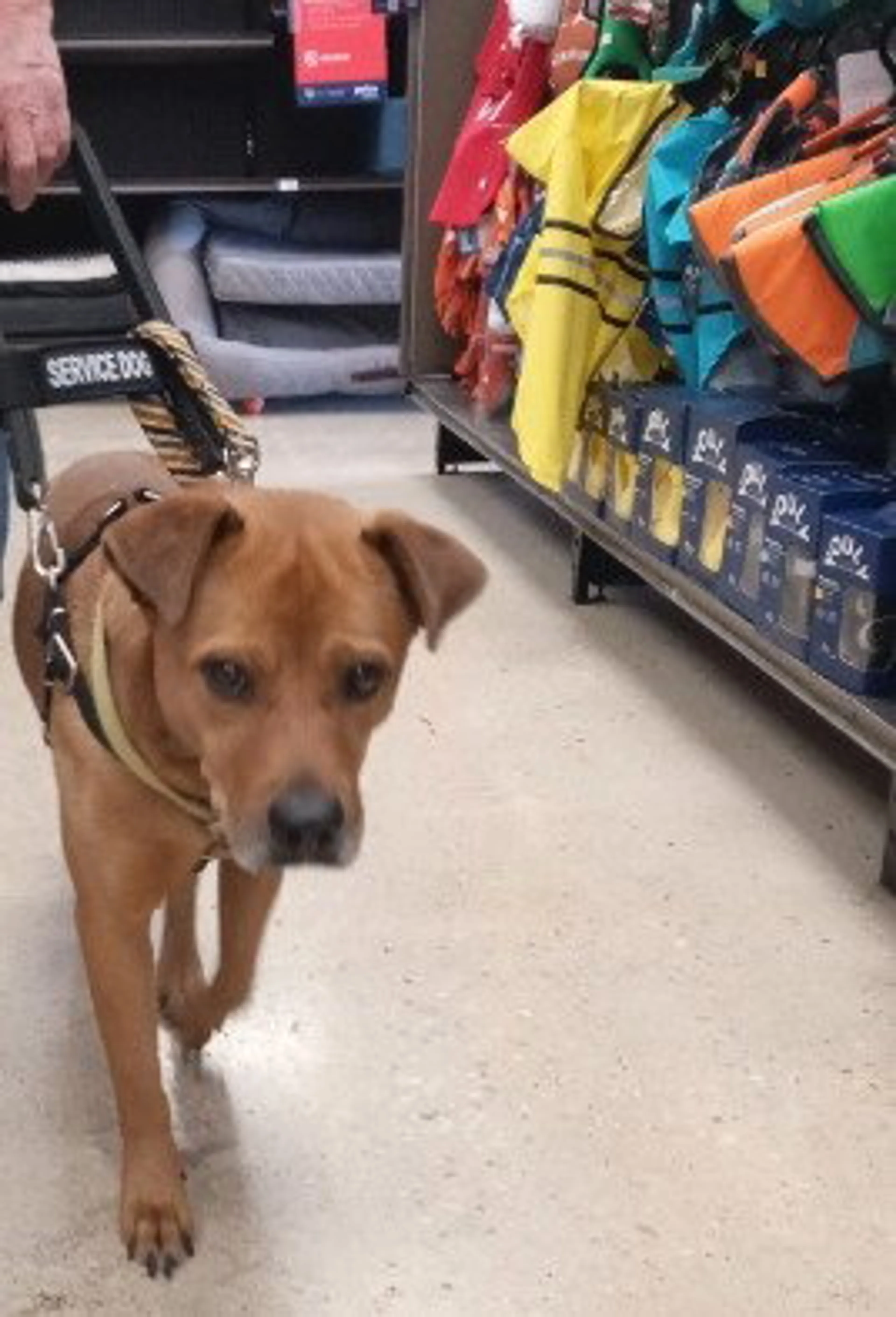 Found pet-2