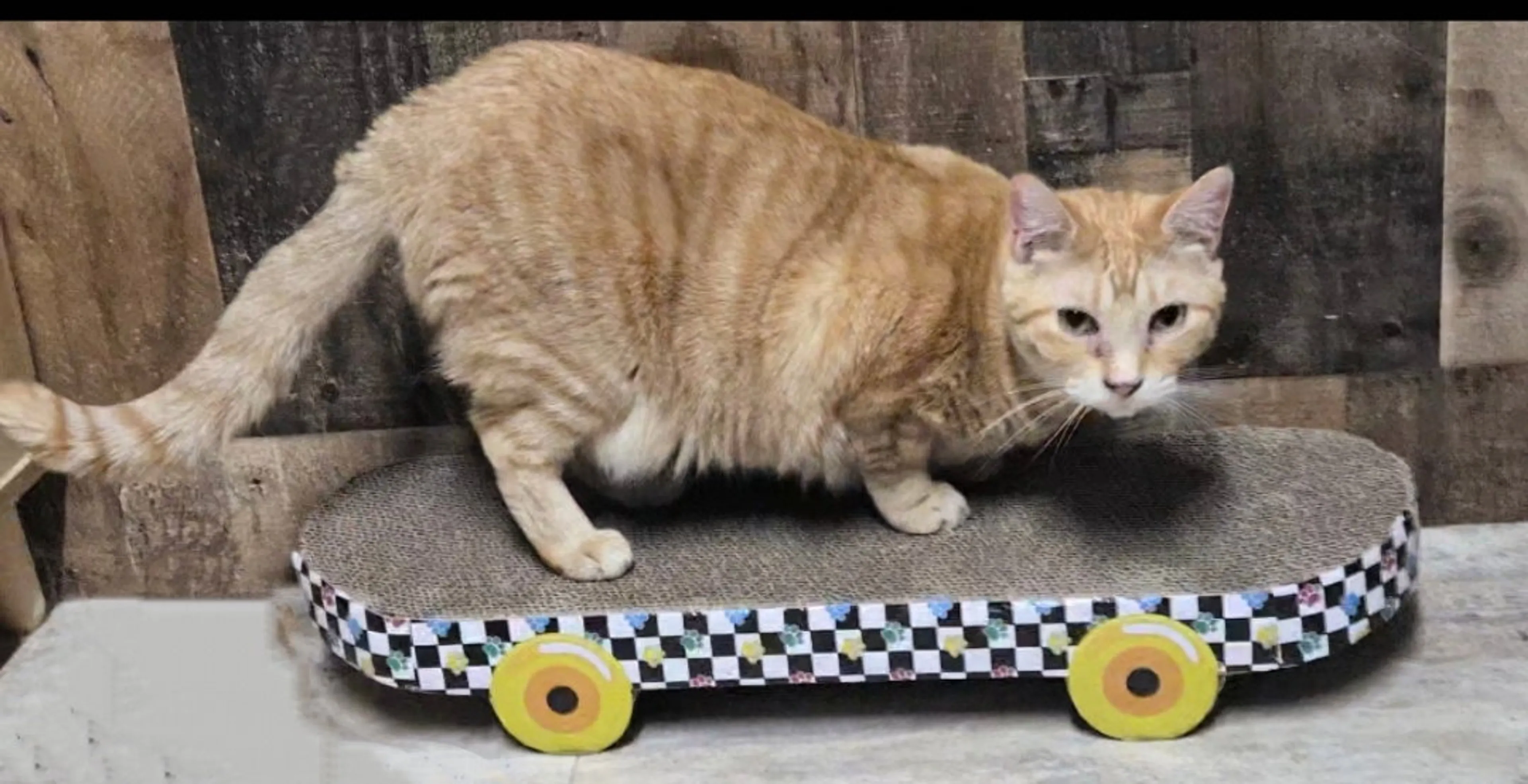 Found pet-2