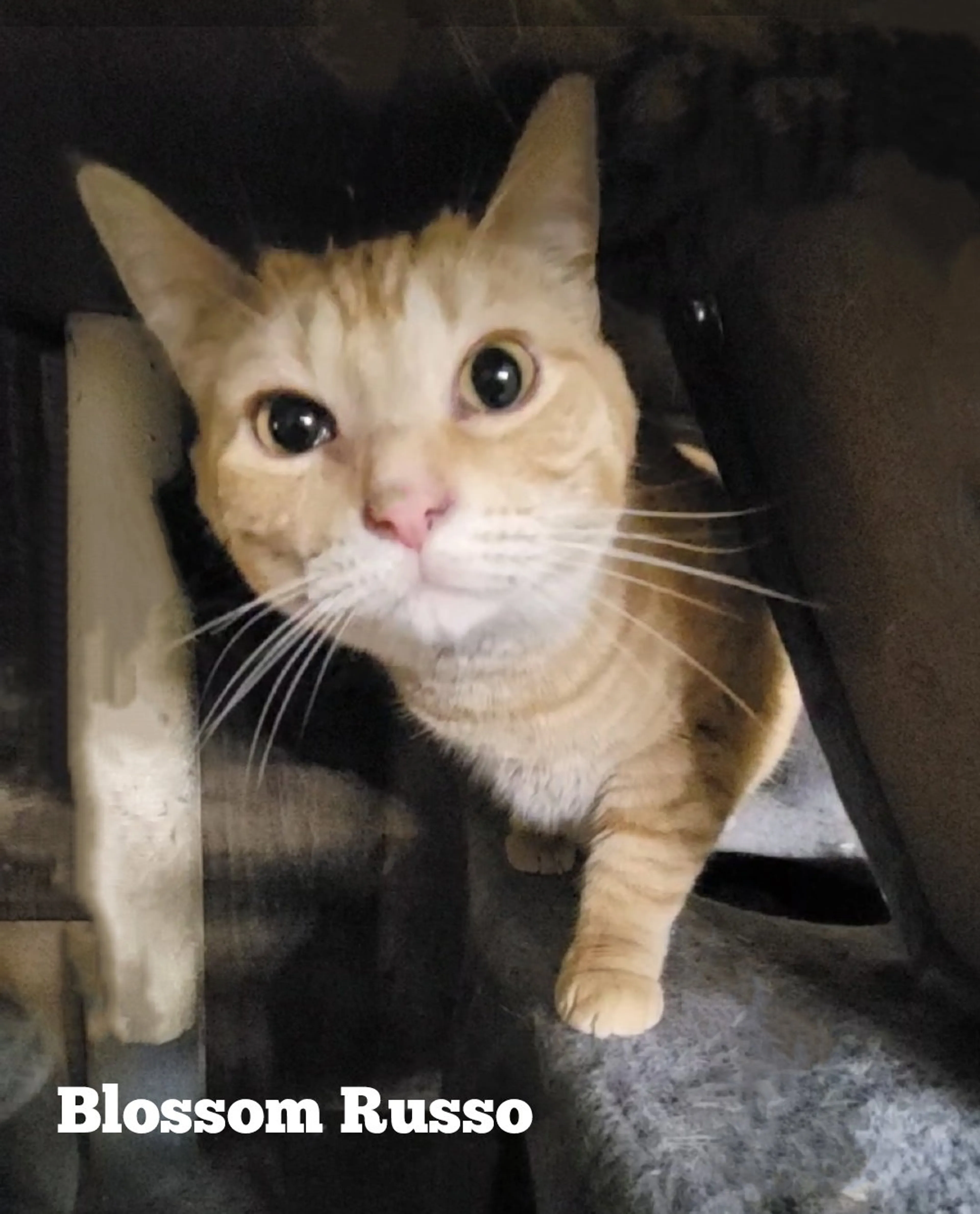 Found pet-3