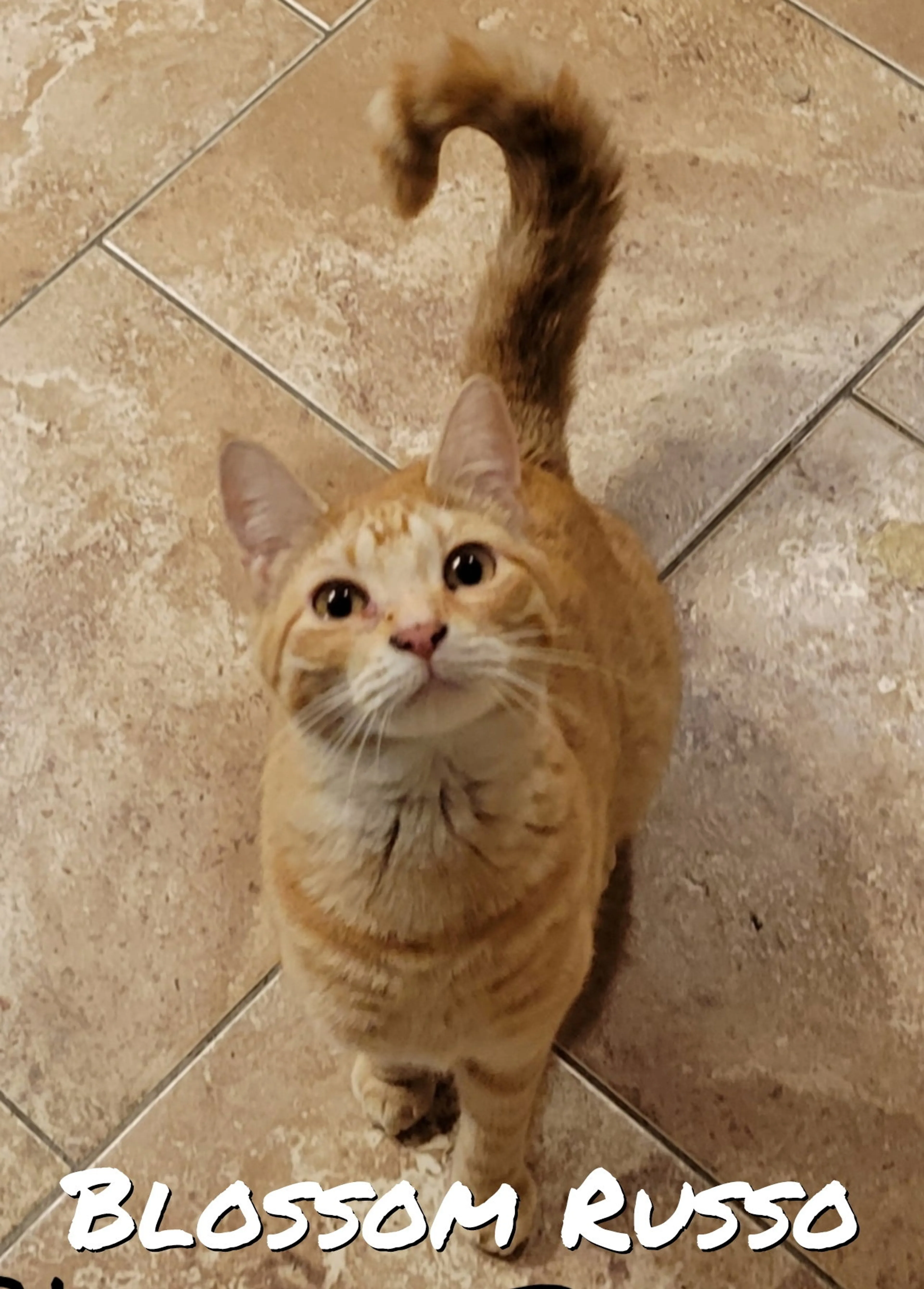 Found pet-1