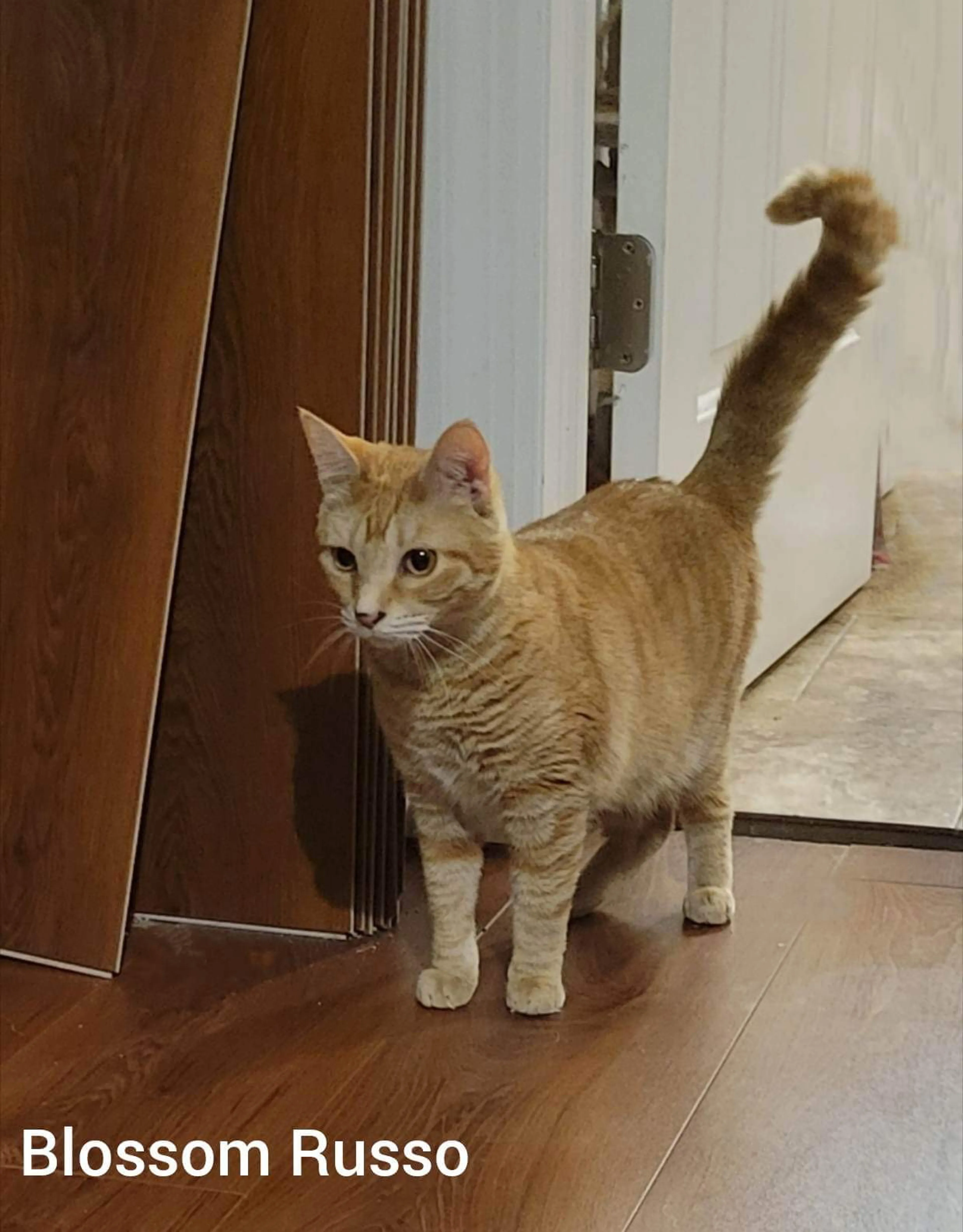 Found pet-4