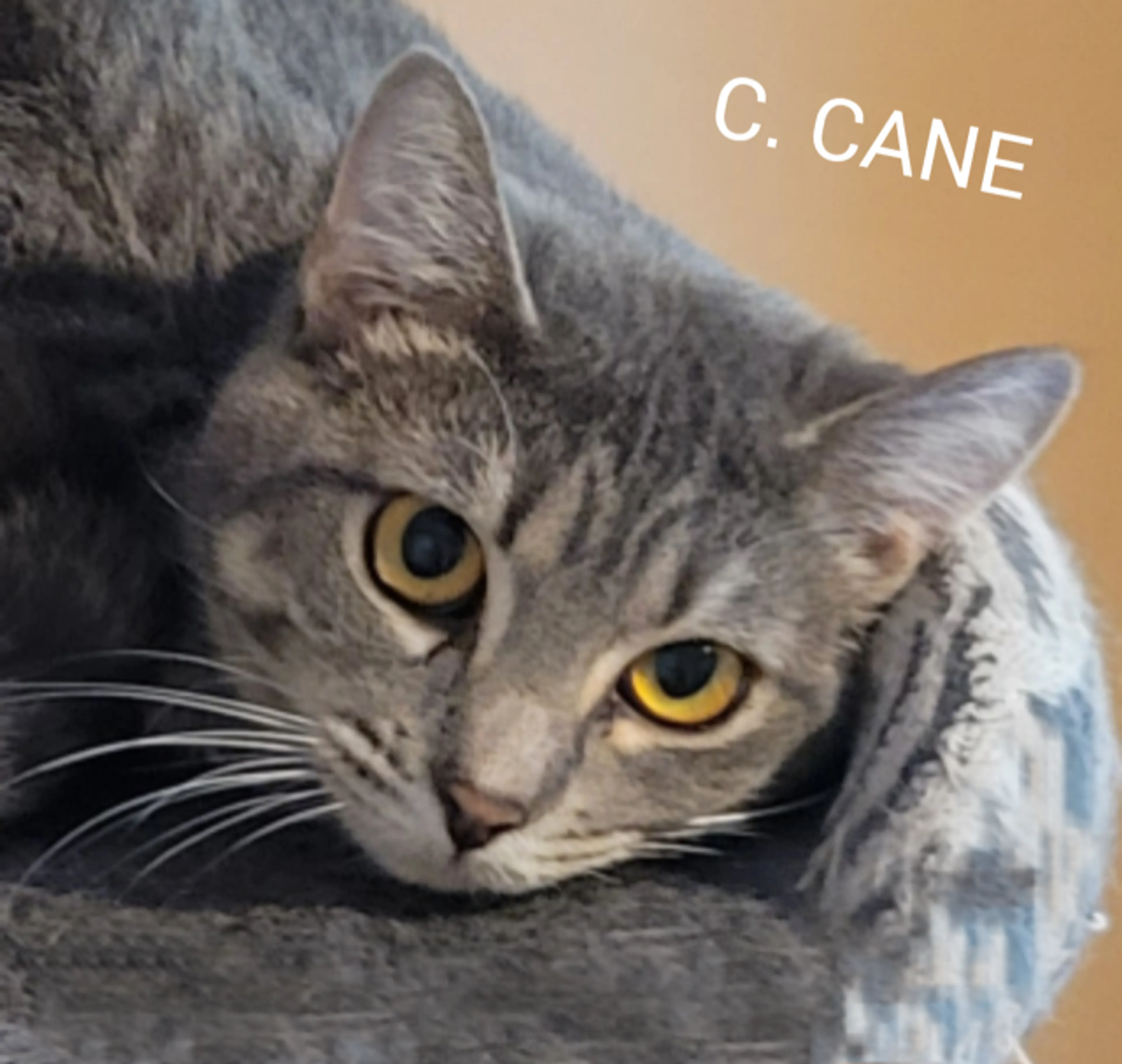 cdn image