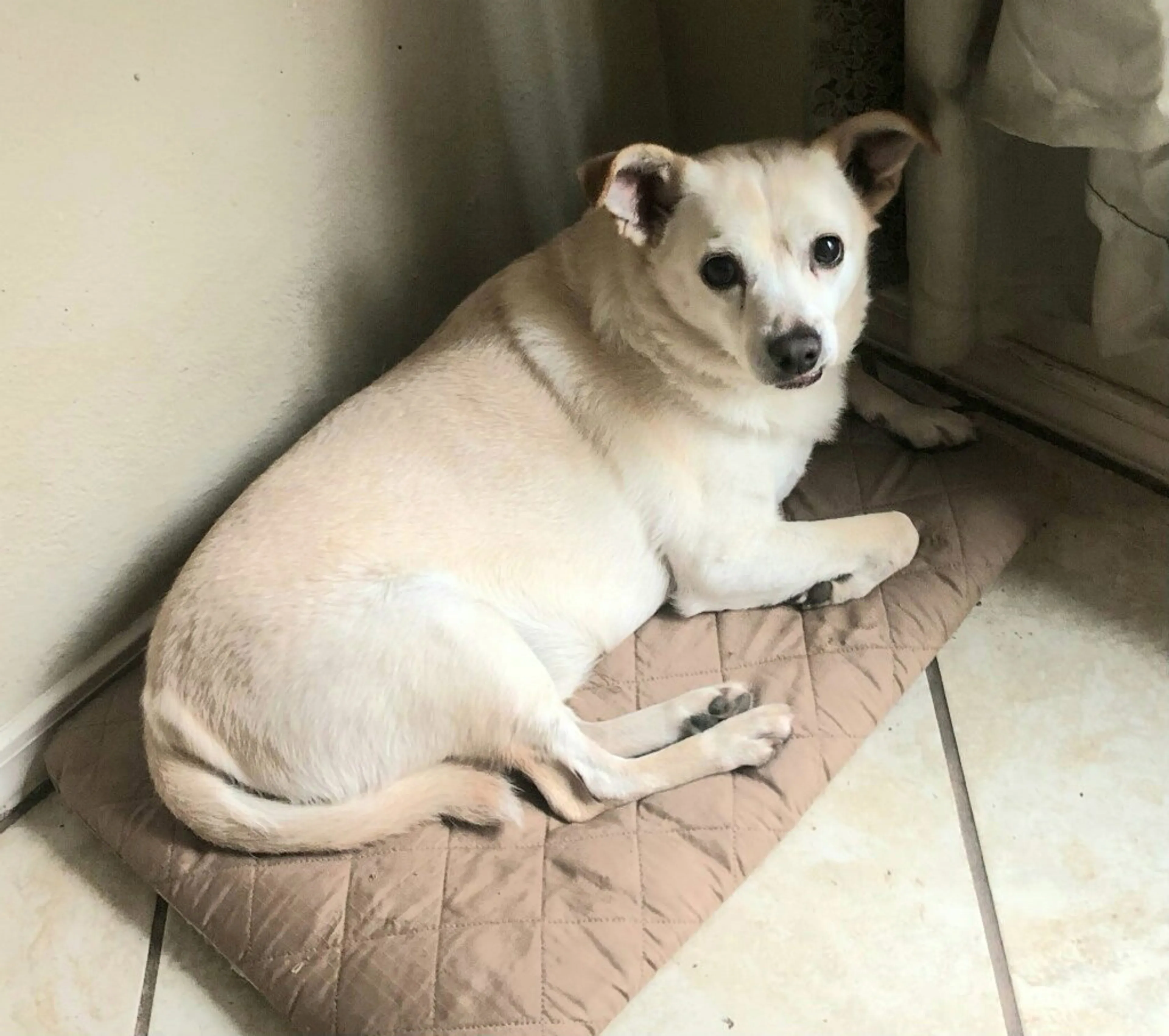 Found pet