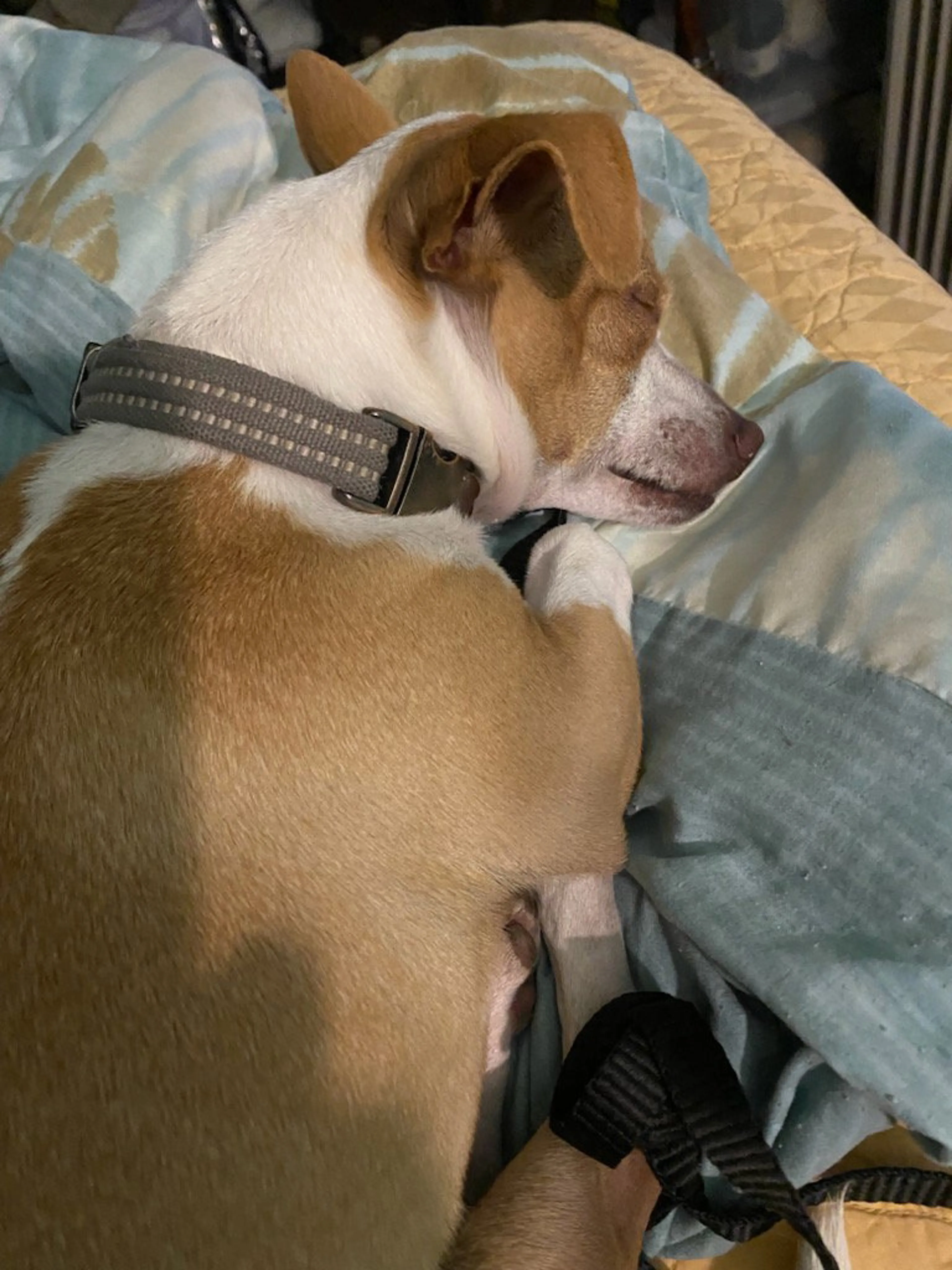 Found pet-1