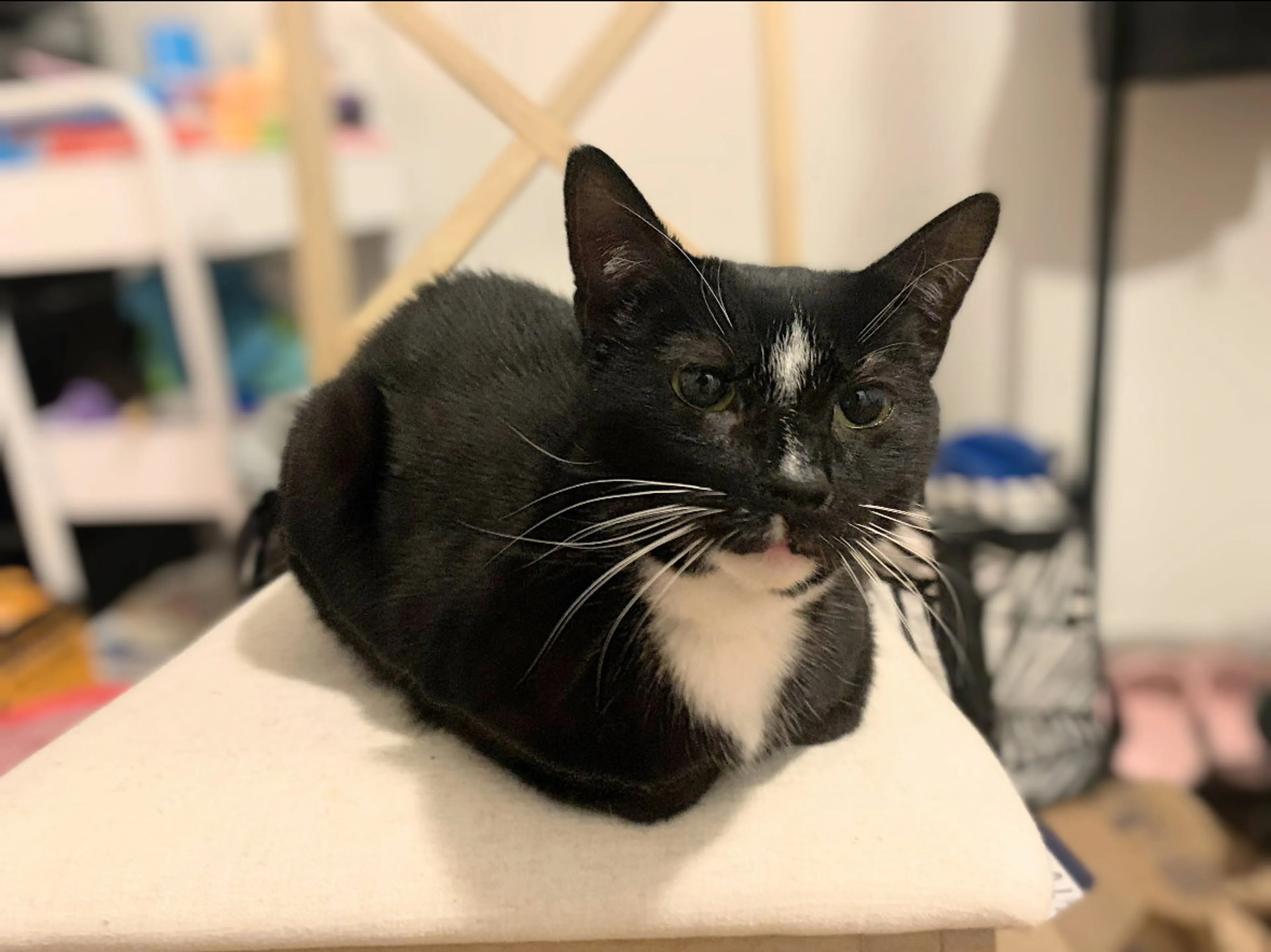 Found pet-6