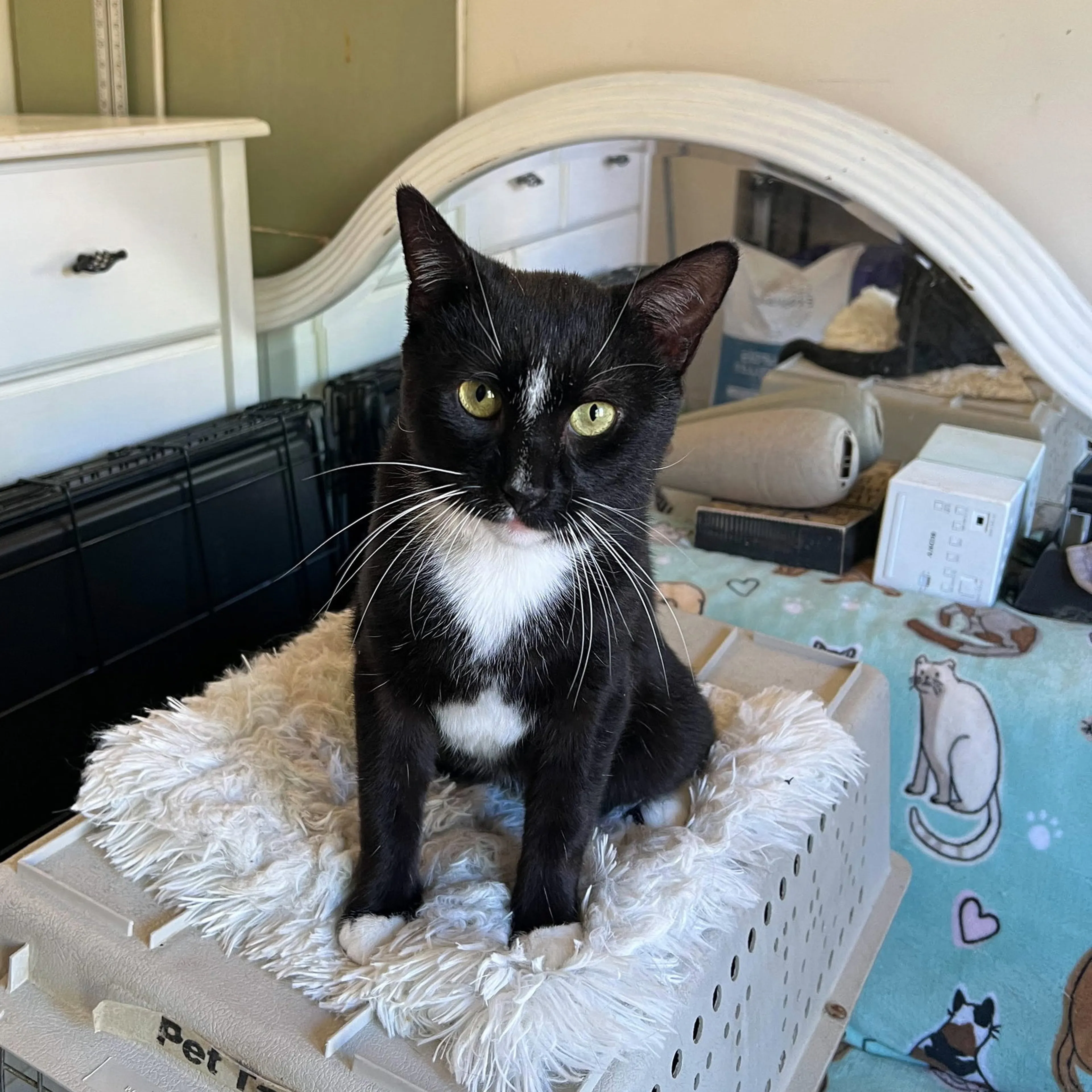 Found pet-4