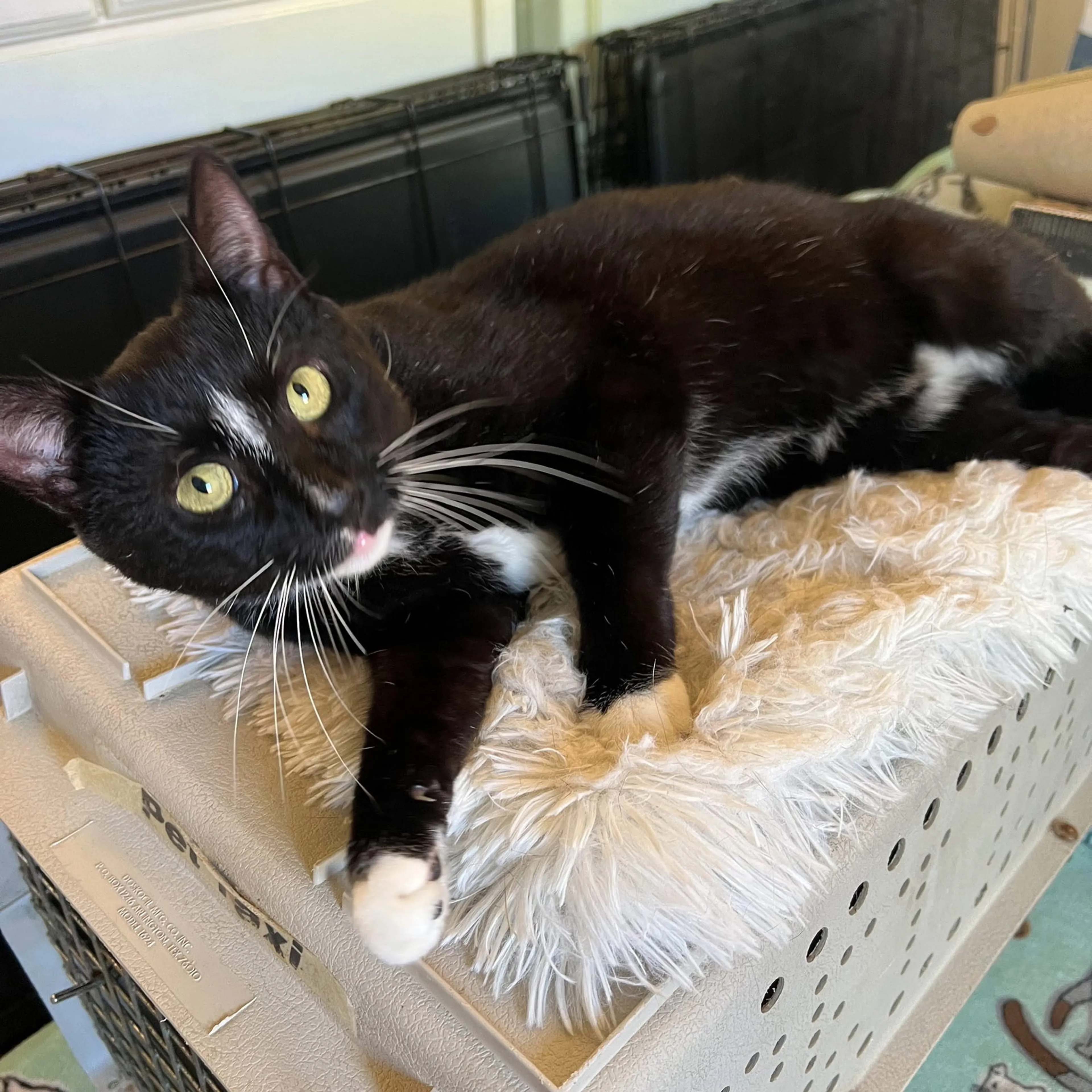 Found pet-2