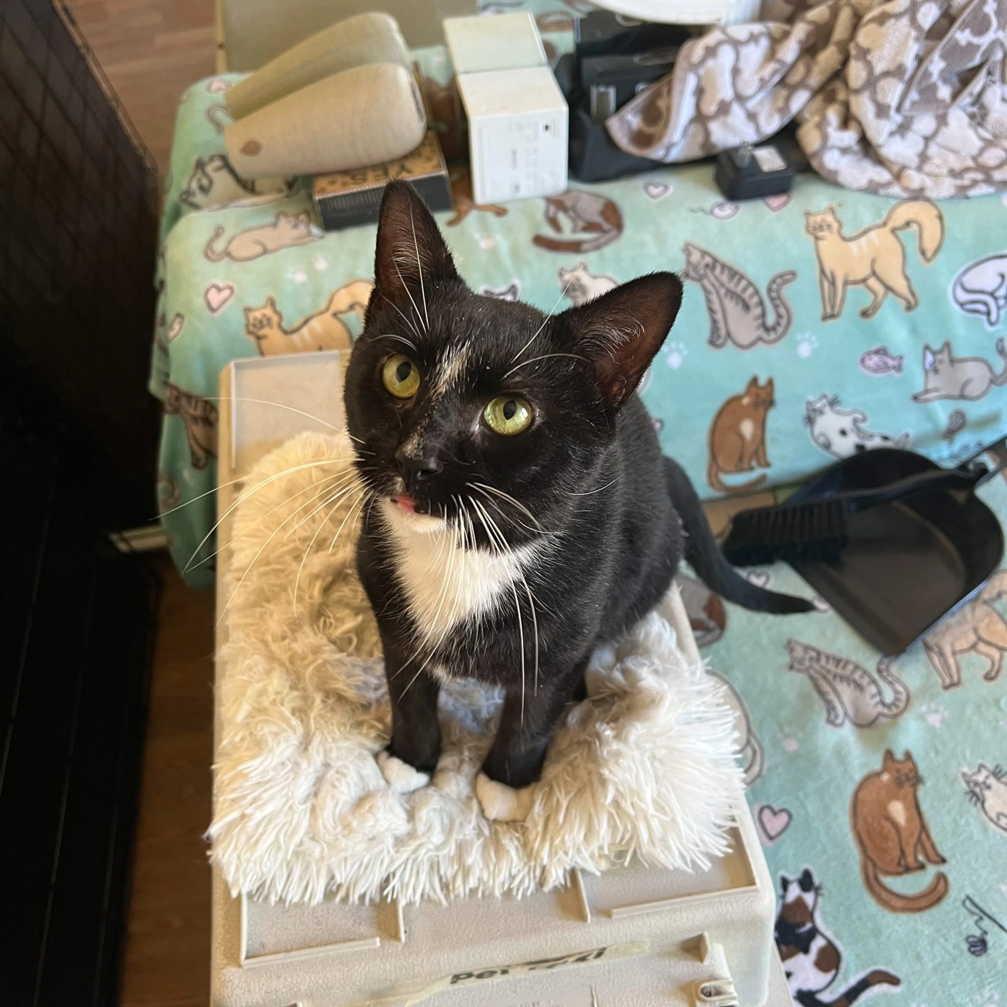 Found pet-3