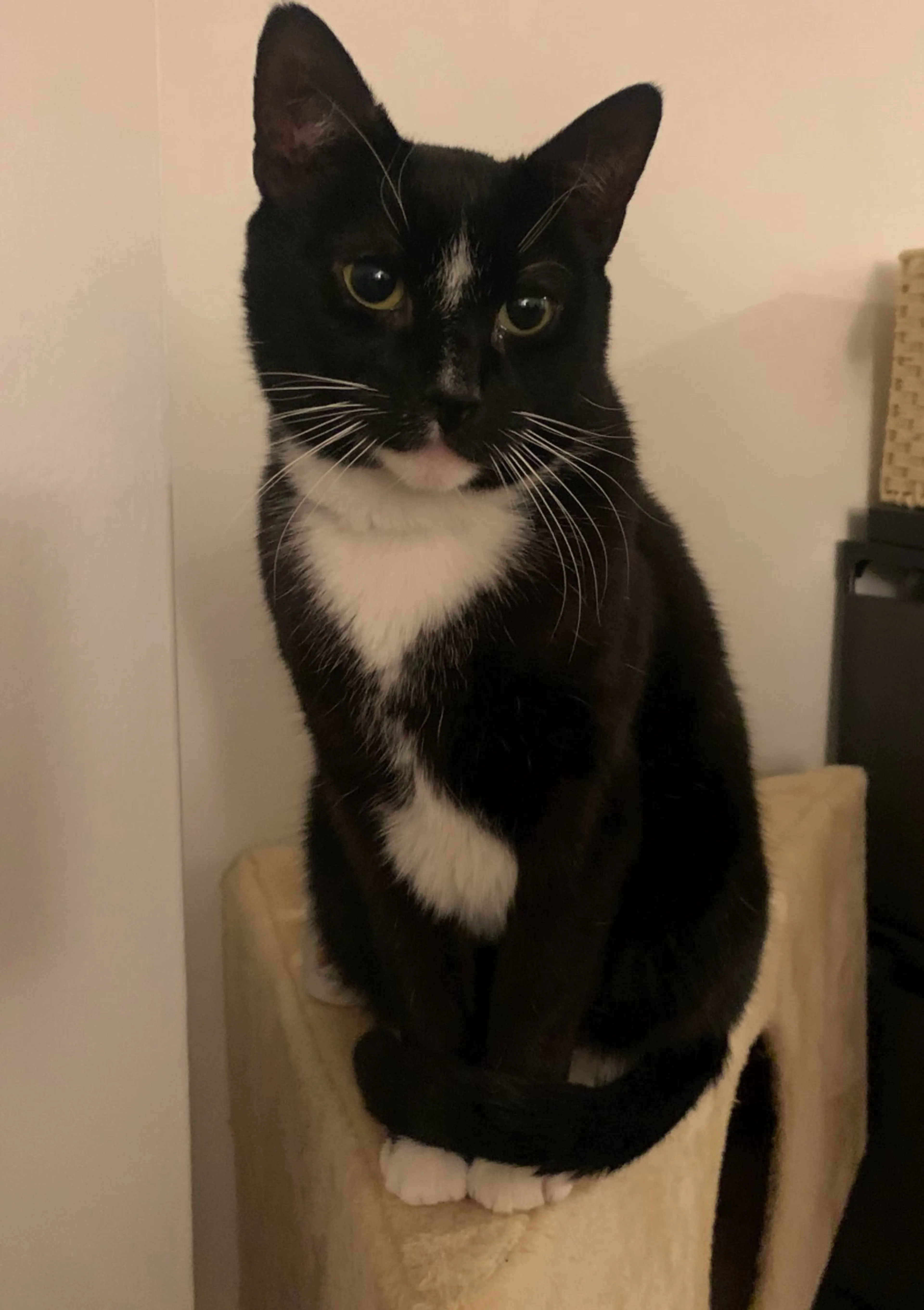 Found pet-5