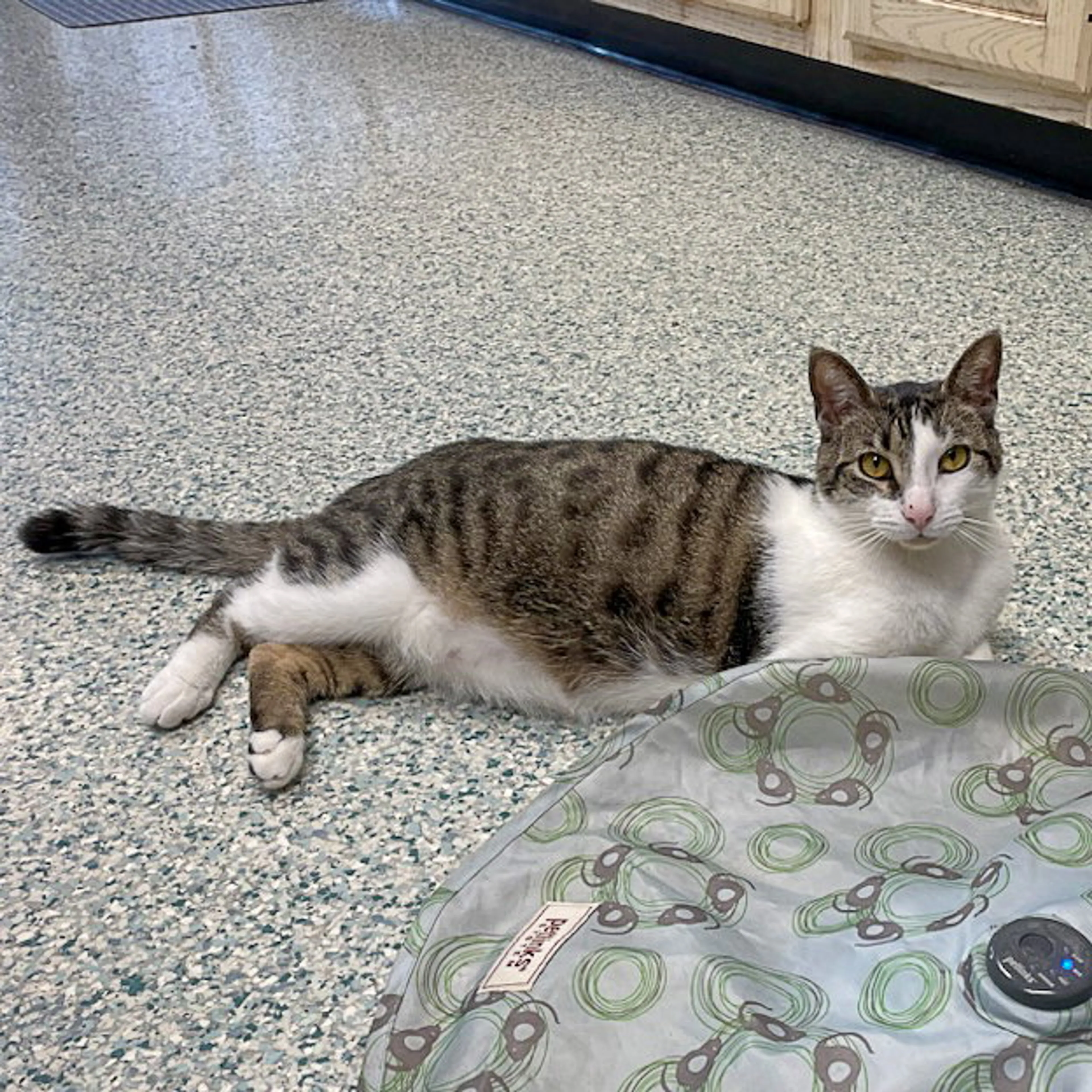 Found pet-6